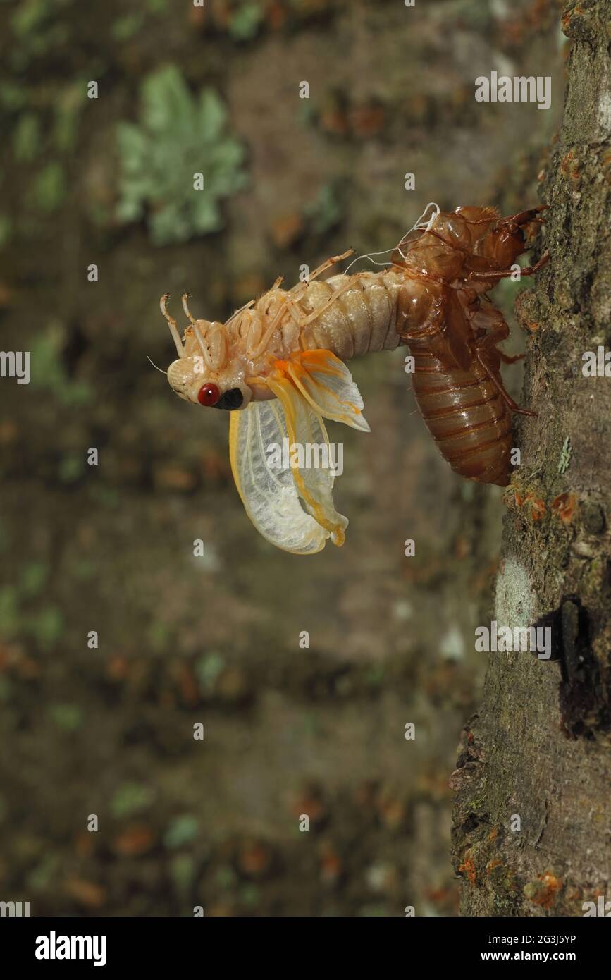 Cicada periodica, Magicicada septendim, cicada periodica di 17 anni, Lava Multing , tenera adulto emergente, Covata X cicada, Maryland, giugno 2021 Foto Stock