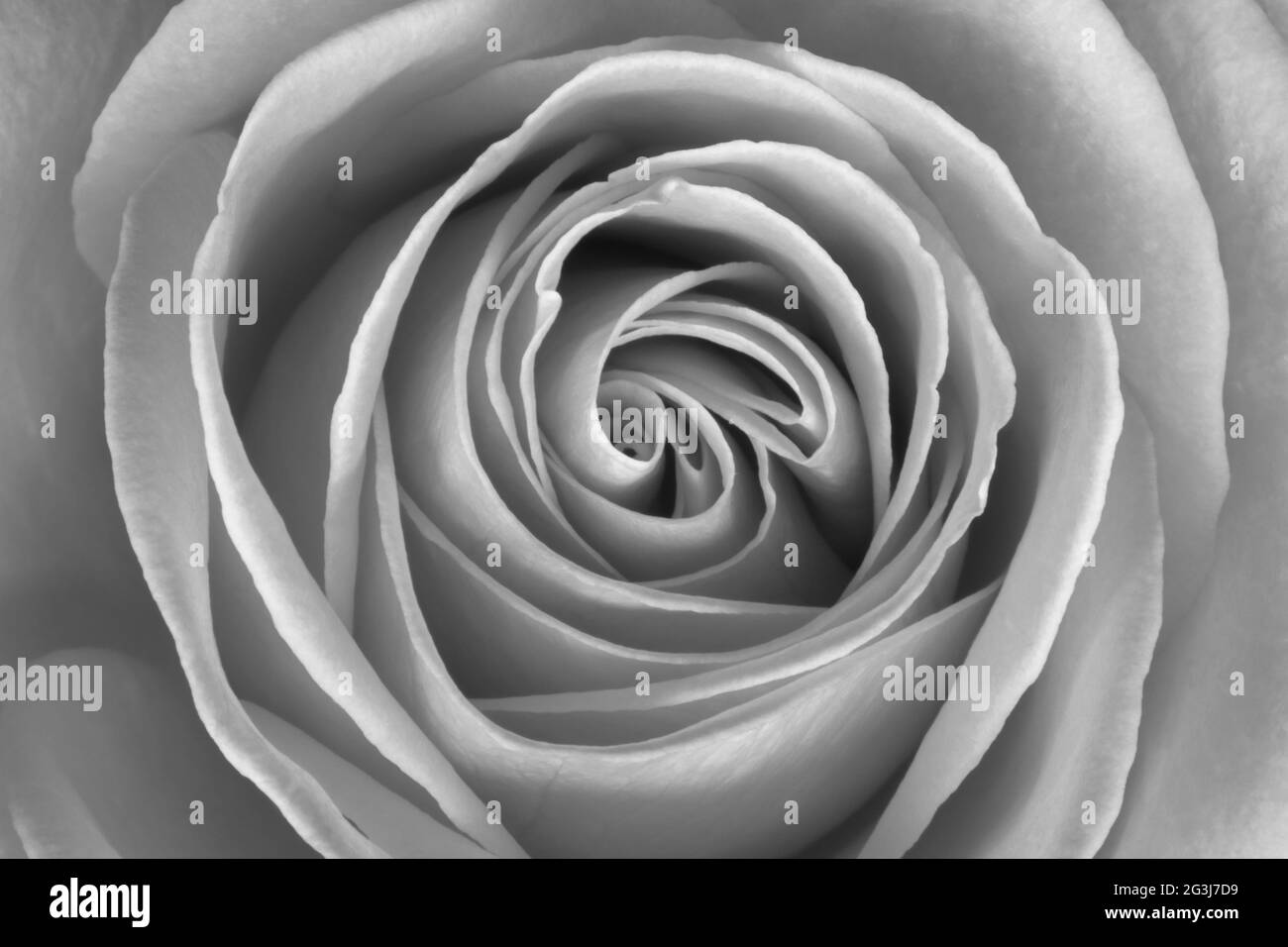 Immagine in bianco e nero di una Rosa Foto Stock