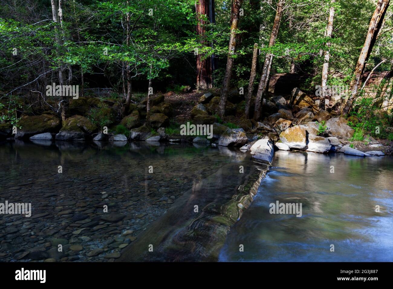 Un ceppo di sequoie forma un wir naturale su Bull Creek all'interno dell'Humboldt Redwoods state Park nella California del Nord Foto Stock