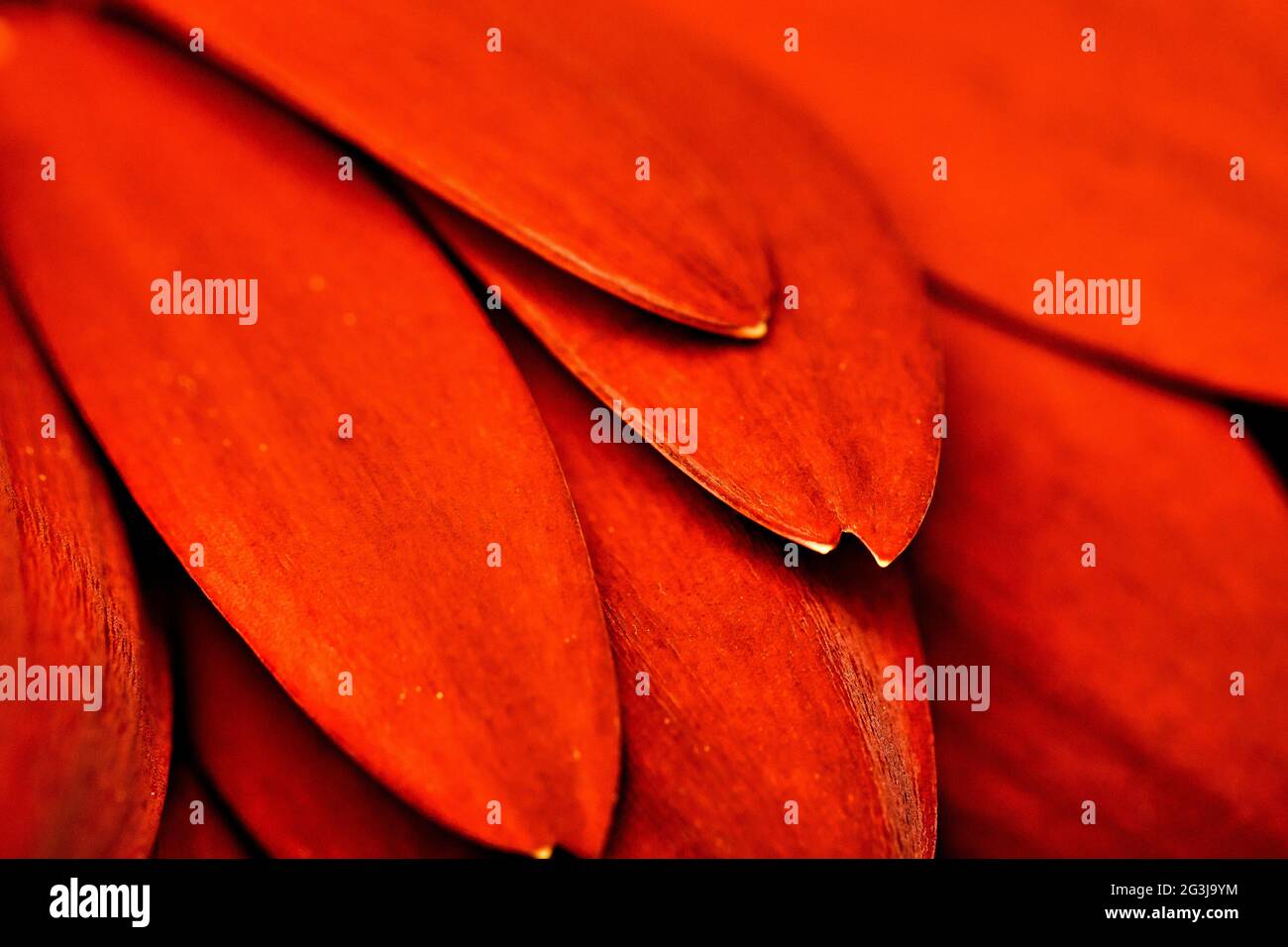 primo piano di petali di gerbera arancione come sfondo Foto Stock