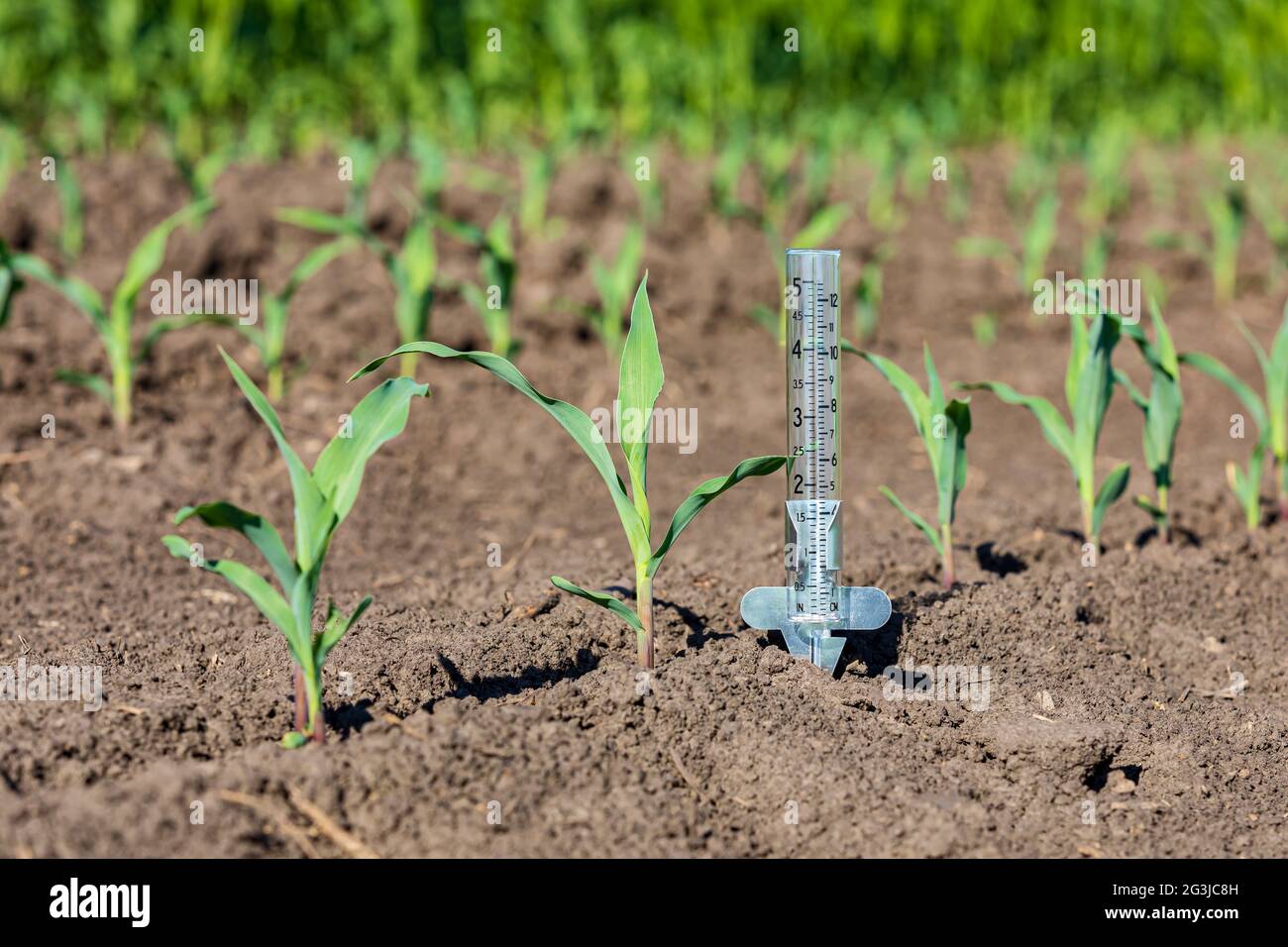 Indicatore di pioggia nel campo di mais. Concetto di siccità, tempo secco e agricoltura. Foto Stock