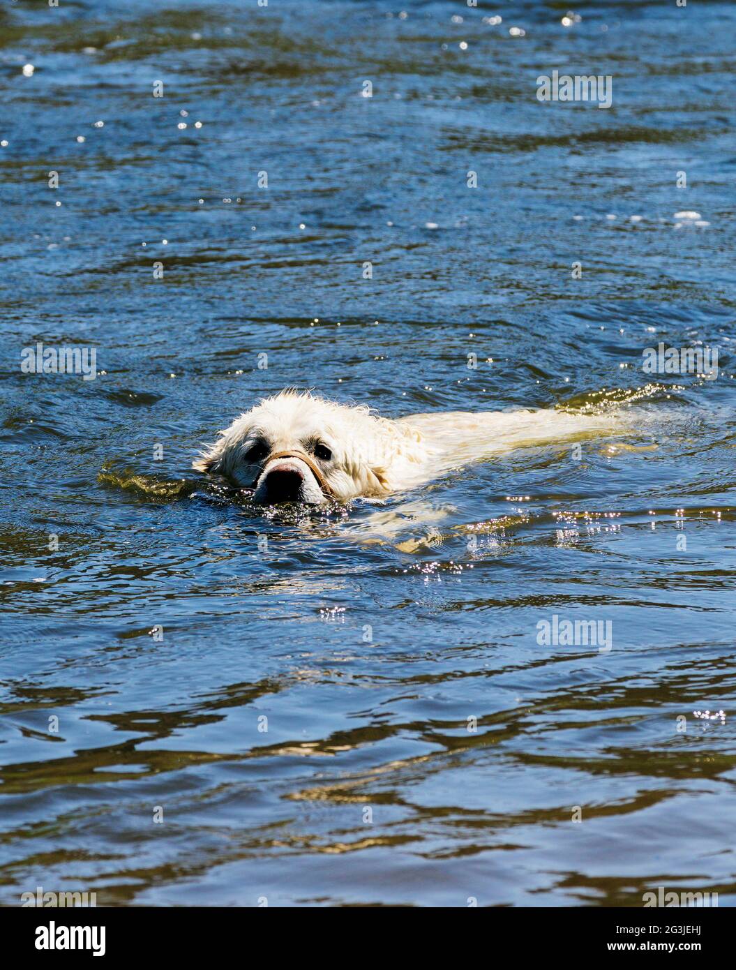 Color platino Golden Retriever cane giocando in Arkansas River, Salida, Colorado, STATI UNITI D'AMERICA Foto Stock