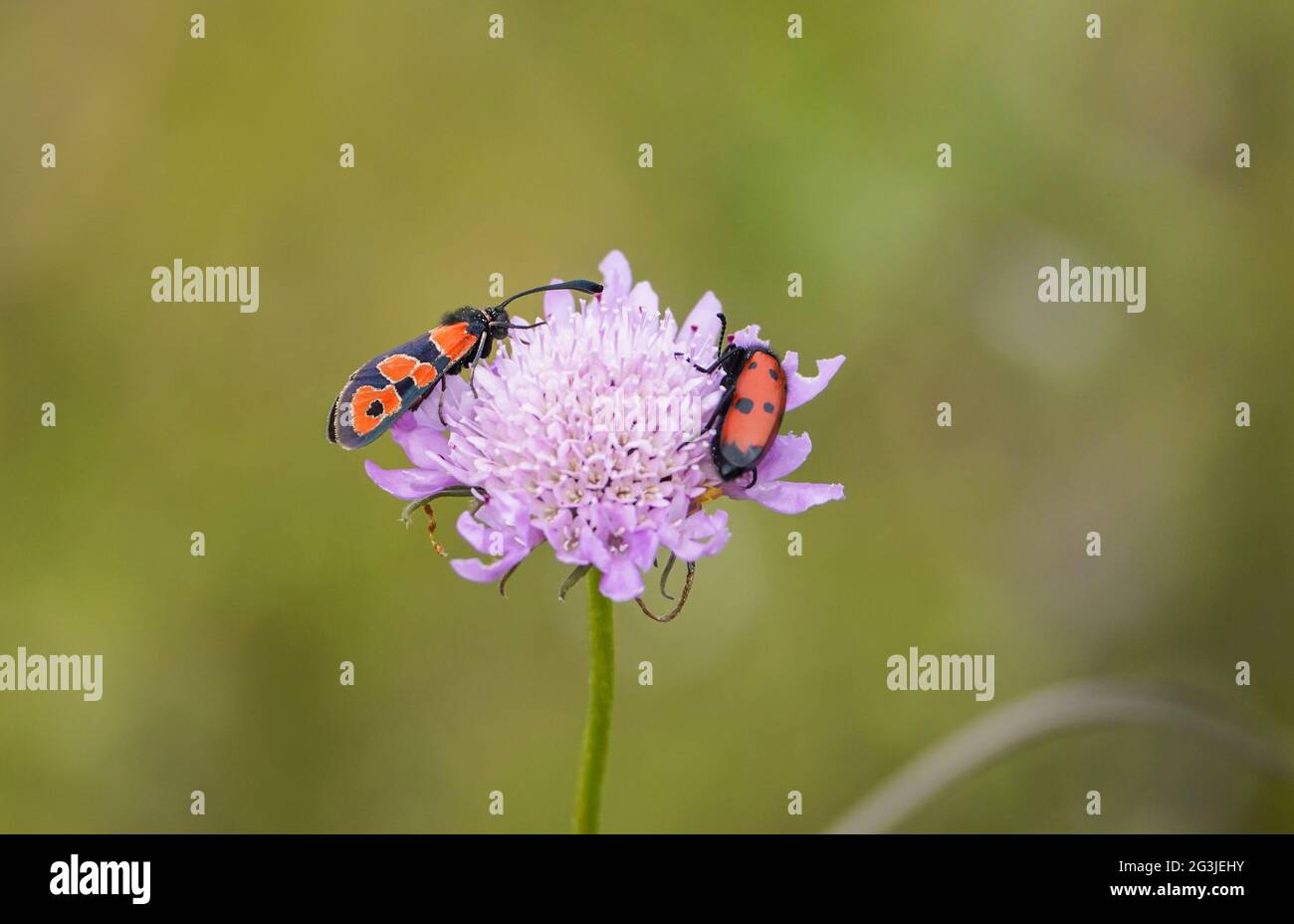 Burnet Moth, Zygaena hilaris, che si nuota su Jasione Sp, Mylabris quadripunctata, Spagna meridionale. Foto Stock