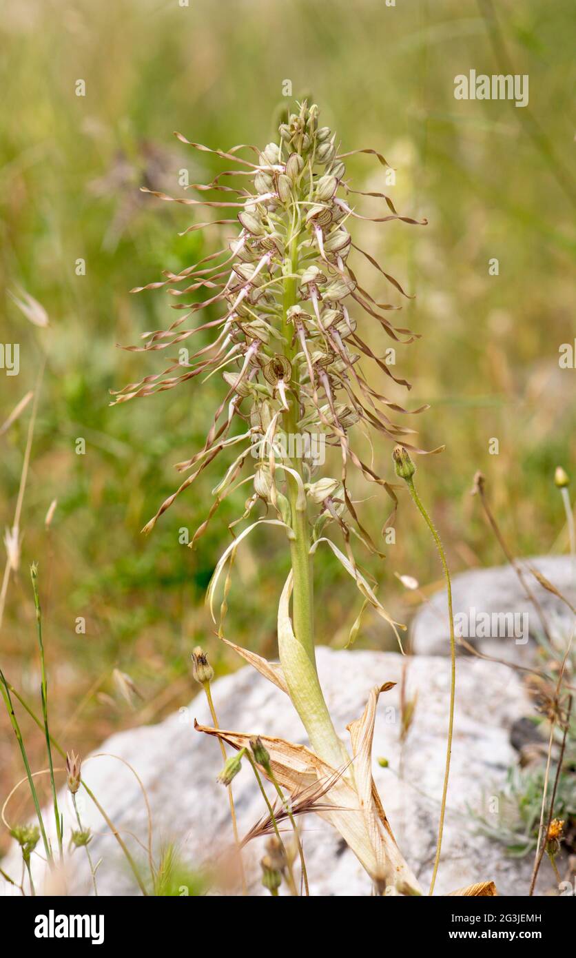 Lizard orchid, Himantoglossum hircinum, infiorescenza, orchidea selvatica, Andalusia, Spagna. Foto Stock