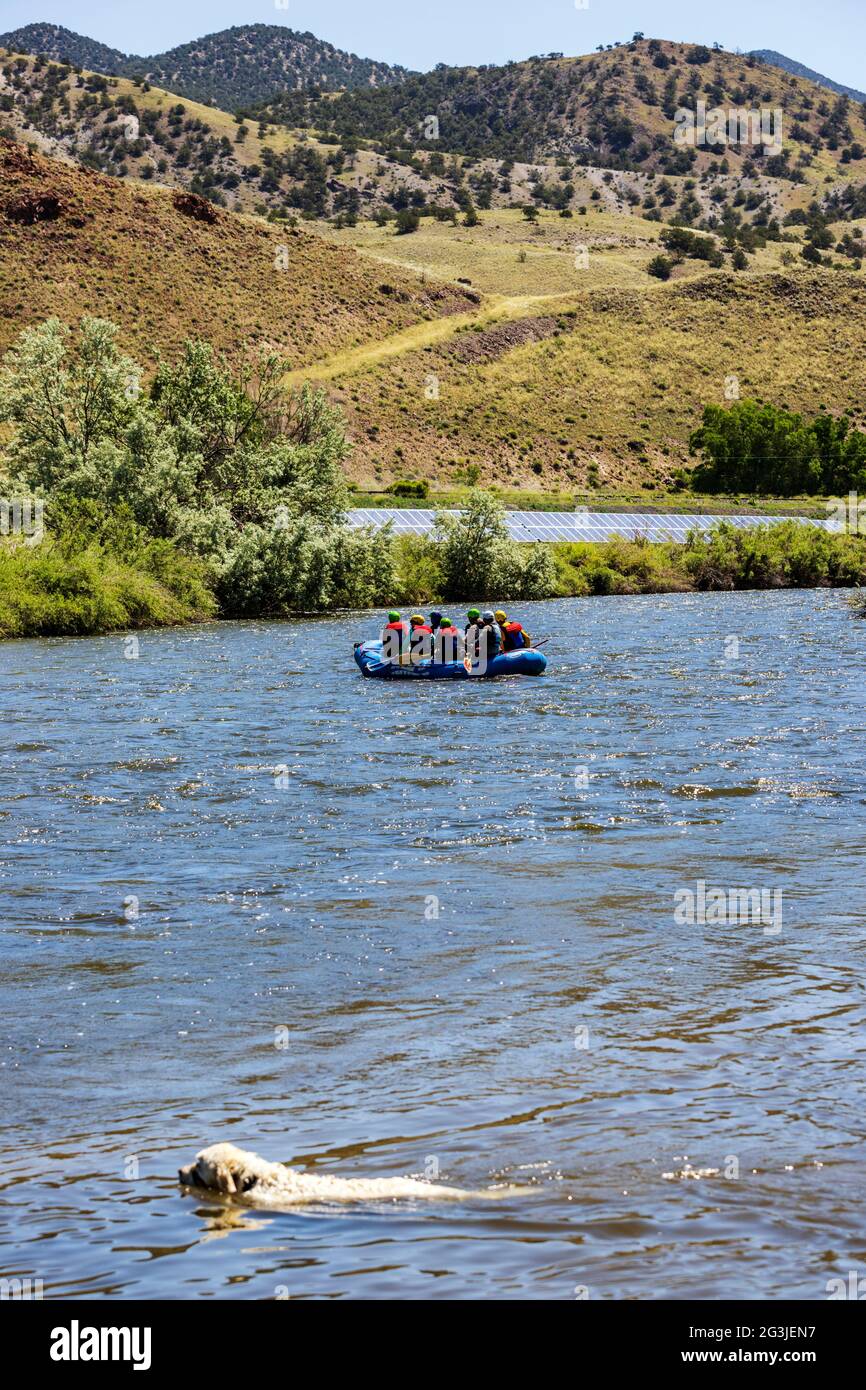 Il cane Golden Retriever color platino gioca nel fiume Arkansas, i turisti galleggiano in zattera; Salida, Colorado, USA Foto Stock