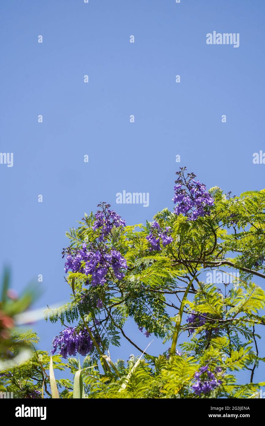 Jacaranda blu (Jacaranda mimosifolia) fiori in cima all'albero, Andalusia, Spagna. Foto Stock