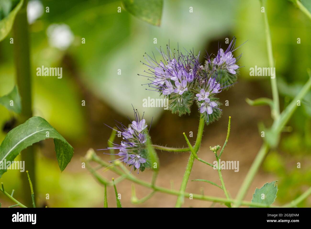 Tansy blu, tansy viola, phacelia lacy, tansy viola, Phacelia tanacetifolia, fioritura in primavera, Andalusia, Spagna. Foto Stock