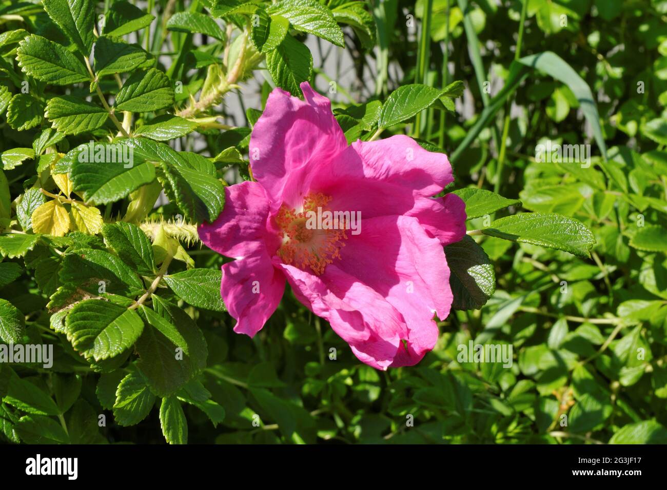 Cespuglio di rose selvatiche con un fiore magnifico. Rosehip in ambiente naturale. Messa a fuoco selettiva. Foto Stock