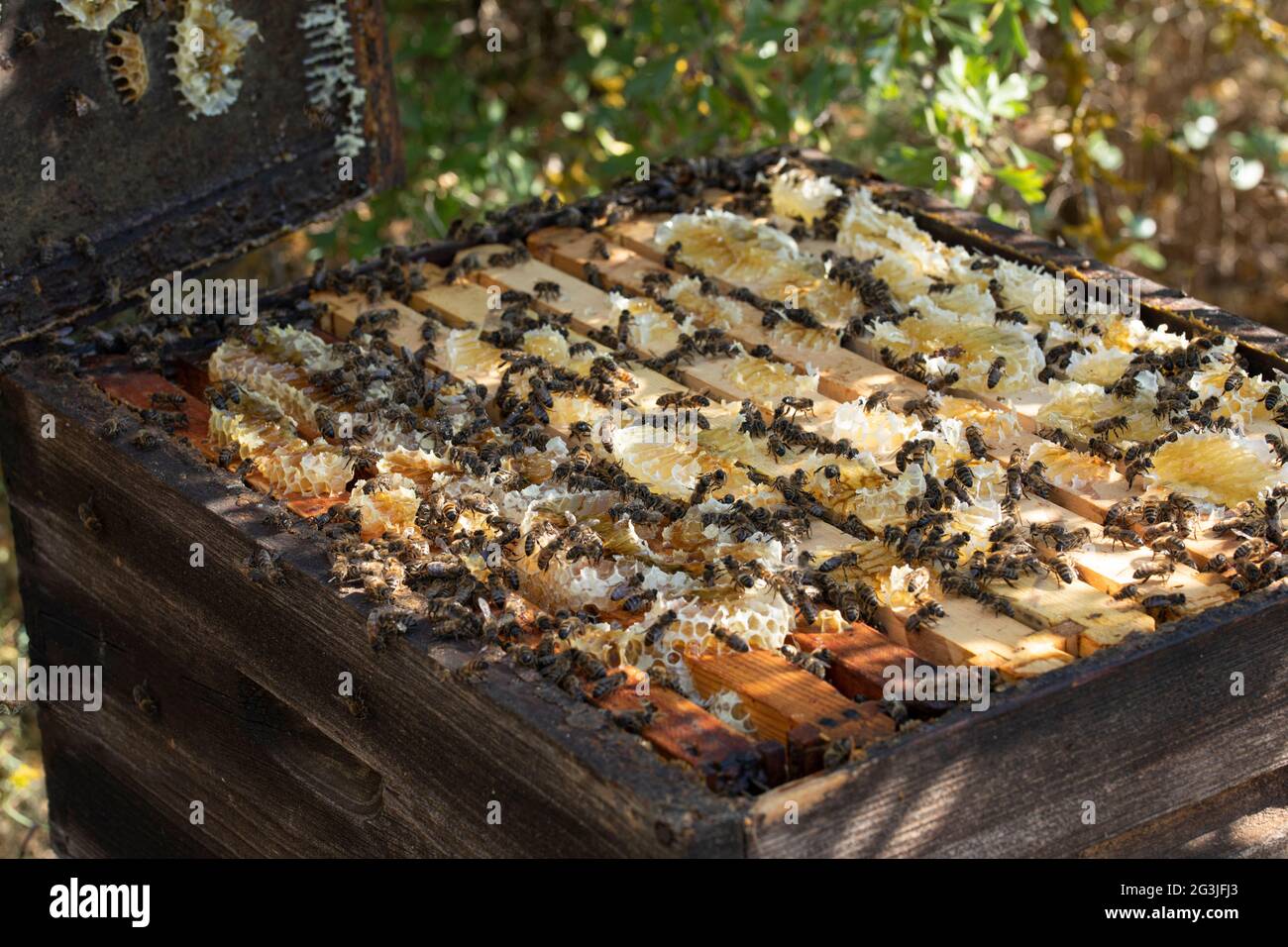 Pettini di un alveare aperto con cera in natura Foto Stock