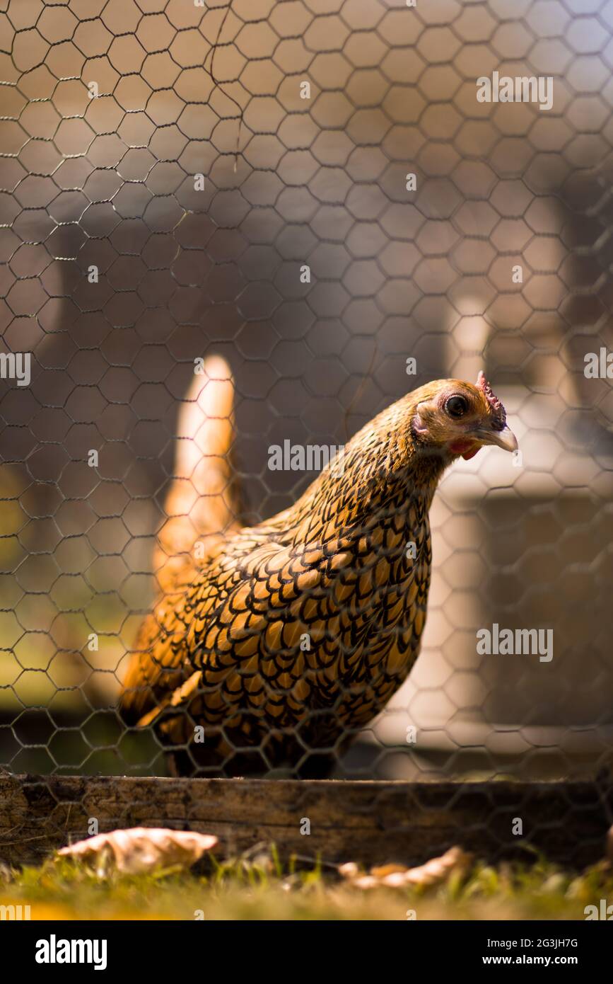 Free Range Chickens - zenzero il pollo trascorre il suo tempo crogiolandosi al sole e girando intorno al giardino per il contenuto del suo cuore! Foto Stock