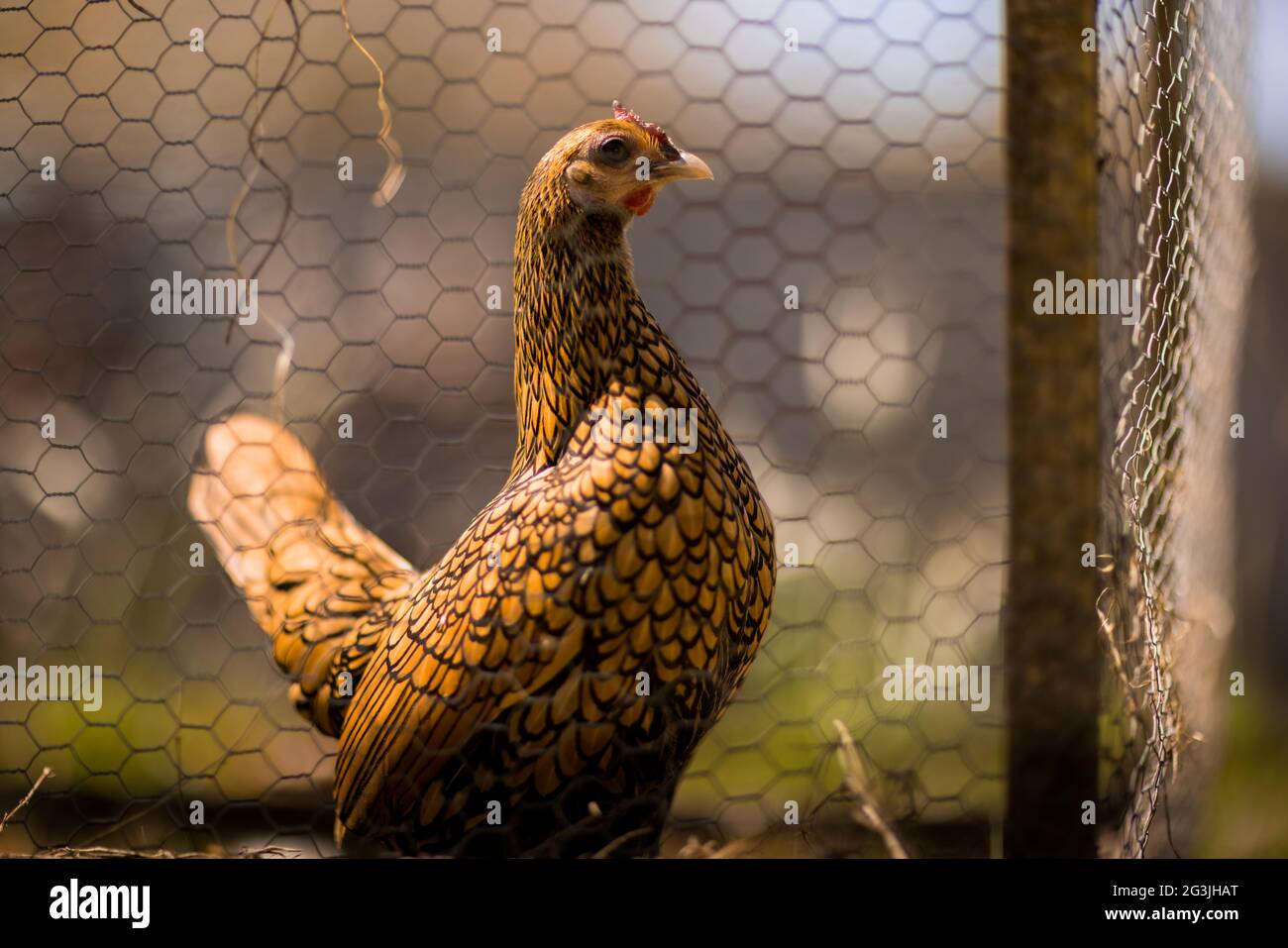 Free Range Chickens - zenzero il pollo trascorre il suo tempo crogiolandosi al sole e girando intorno al giardino per il contenuto del suo cuore! Foto Stock