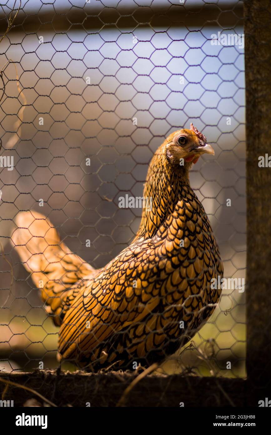 Free Range Chickens - zenzero il pollo trascorre il suo tempo crogiolandosi al sole e girando intorno al giardino per il contenuto del suo cuore! Foto Stock