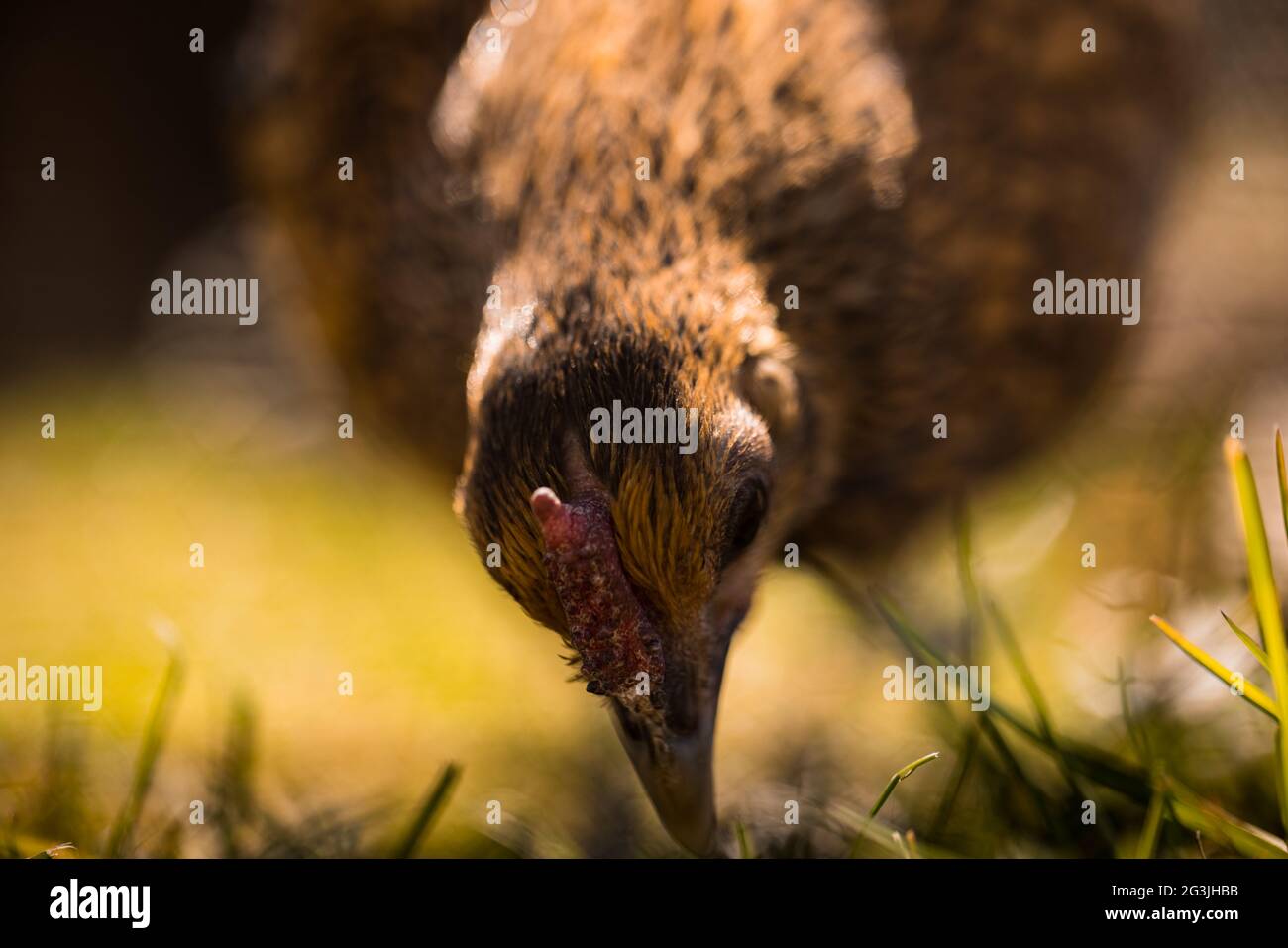 Free Range Chickens - zenzero il pollo trascorre il suo tempo crogiolandosi al sole e girando intorno al giardino per il contenuto del suo cuore! Foto Stock