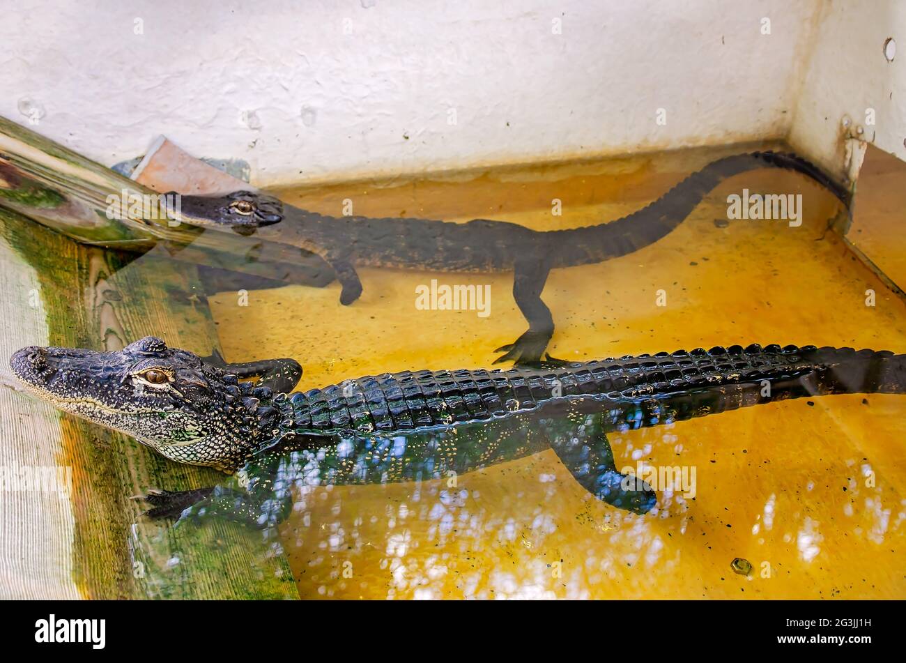 Due giovani alligatori americani riposano in una penna al Gulf Coast Gator Ranch and Tours, 12 giugno 2021, a Moss Point, Mississippi. Foto Stock