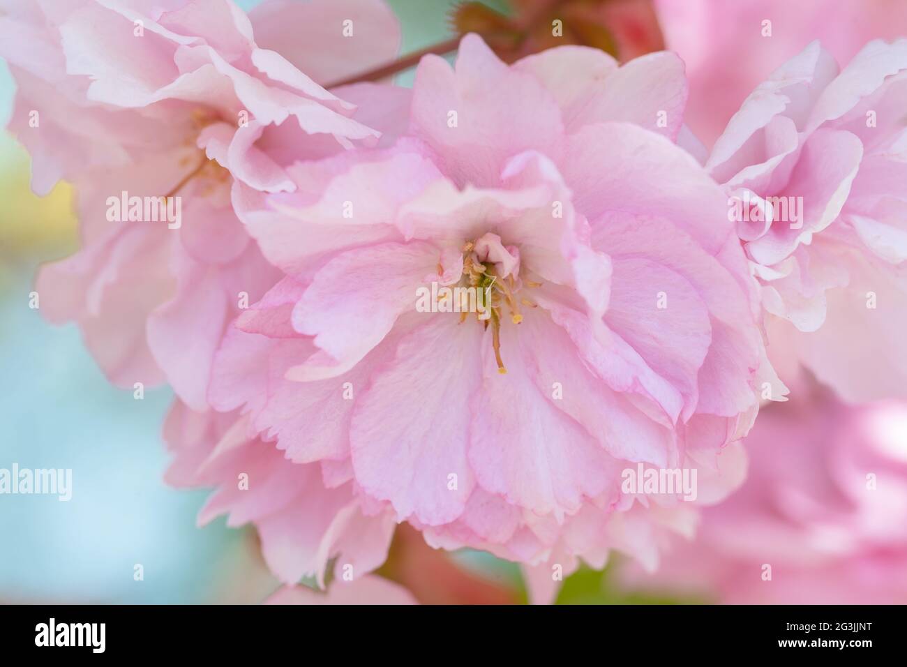 La fioritura dei ciliegi in Primavera Foto Stock