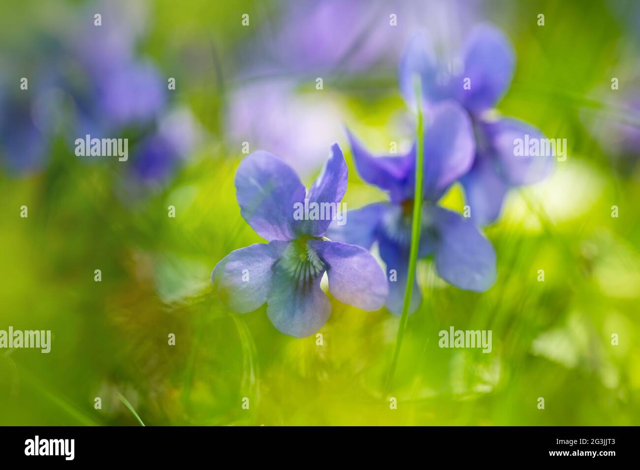 Violetti selvatici in natura. Primo piano di violetto comune. Messa a fuoco morbida. Natura sfondo. Viola dolce. Viola comune o viola da giardino Foto Stock