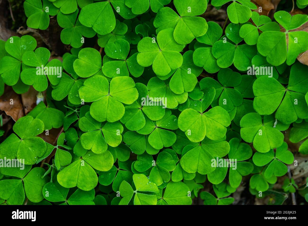 BLKWHT Bandiera Da Giardino San Patrizio 30,5x45,7 Cm, Doppia Faccia Con Trifoglio Verde, Decorazione Esterna In Iuta Per Festa Primaverile, BW610 - 4