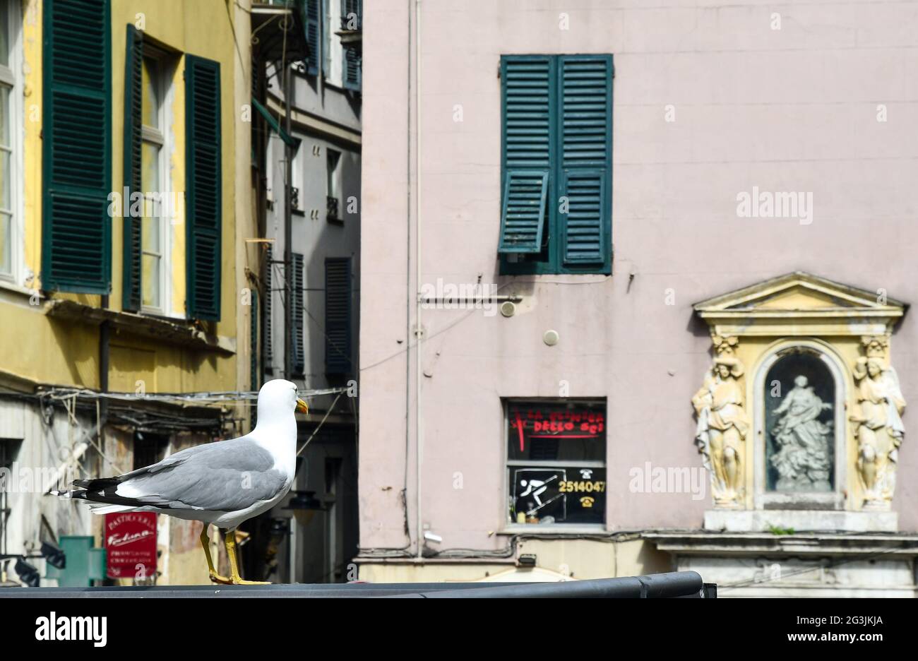 Un gabbiano si affaccia in direzione del Santuario votivo Madonna Assunta in Via di porta Soprana, nel centro storico di Genova, Liguria, Italia Foto Stock