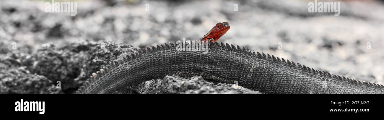 Galapagos animali divertenti - Liva rossa strisciata sulla coda marina di Iguana al sole. Incredibili animali selvatici sulle isole Galapagos, Ecuador. Panoramica Foto Stock