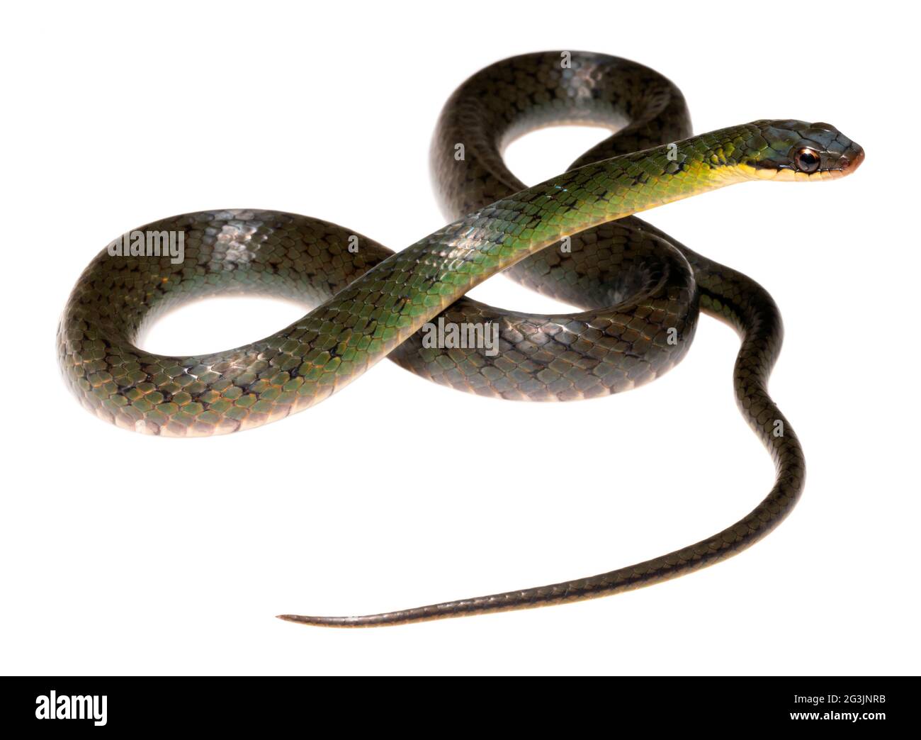 Il serpente reale di terra (Erythrollamprus reginae), provincia di Orellana, l'Amazzonia ecuadoriana. Foto Stock
