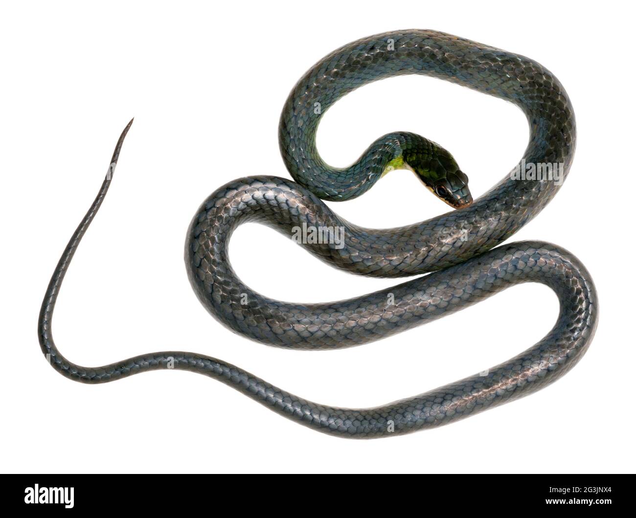 Il serpente reale di terra (Erythrollamprus reginae), provincia di Orellana, l'Amazzonia ecuadoriana. Foto Stock