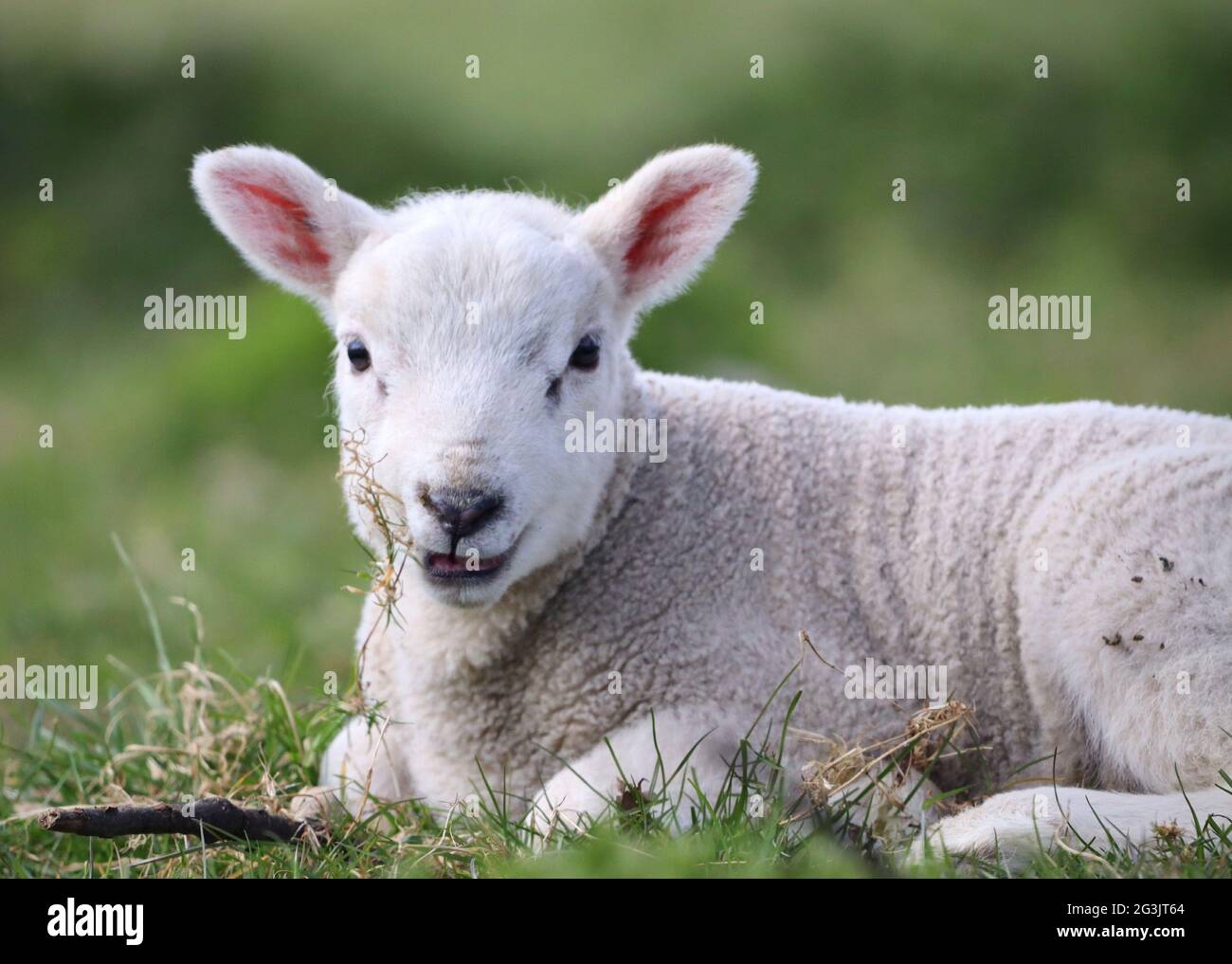 Agnello che mangia erba ai giardini di Wentworth Foto Stock