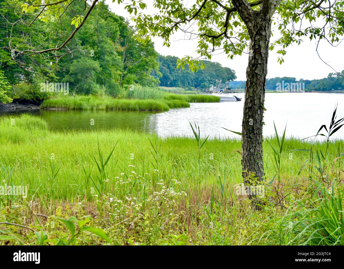 Una vista estiva di una sponda nord del porto di Long Island, costeggiato da erba paludosa (Spartina alternaflora). Setauket Harbour, New York. Foto Stock