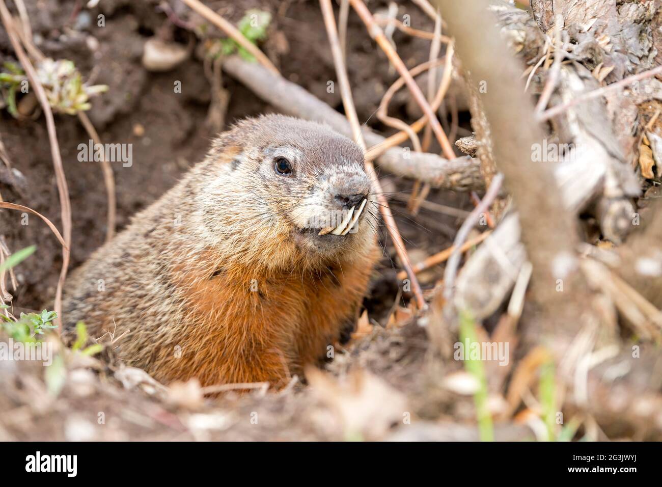 Un vecchio groundhog che sbirca dal suo buco. Groundhog ha denti molto lunghi più bassi che raggiungono il naso. Il viso e il corpo superiore sono visibili. Foto Stock