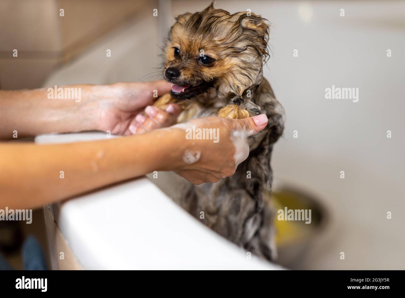 Molto piccolo cane Pomeraniano. Prende un bagno, due mani del proprietario puliscono l'animale domestico in un bagno bianco, l'animale felice guarda la persona con grande amore Foto Stock