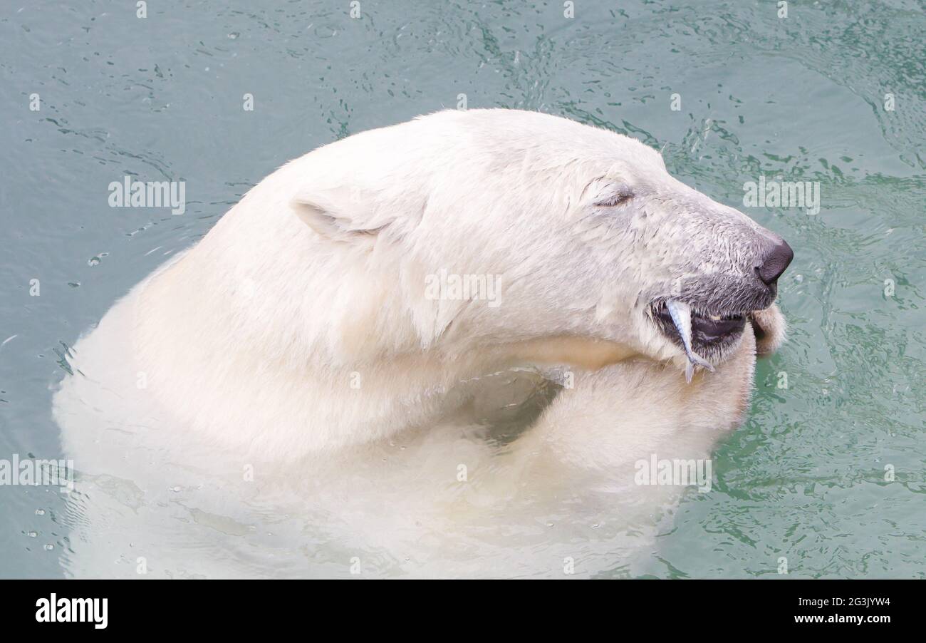 Primo piano di un polarbear (icebear) che mangia un pesce Foto Stock