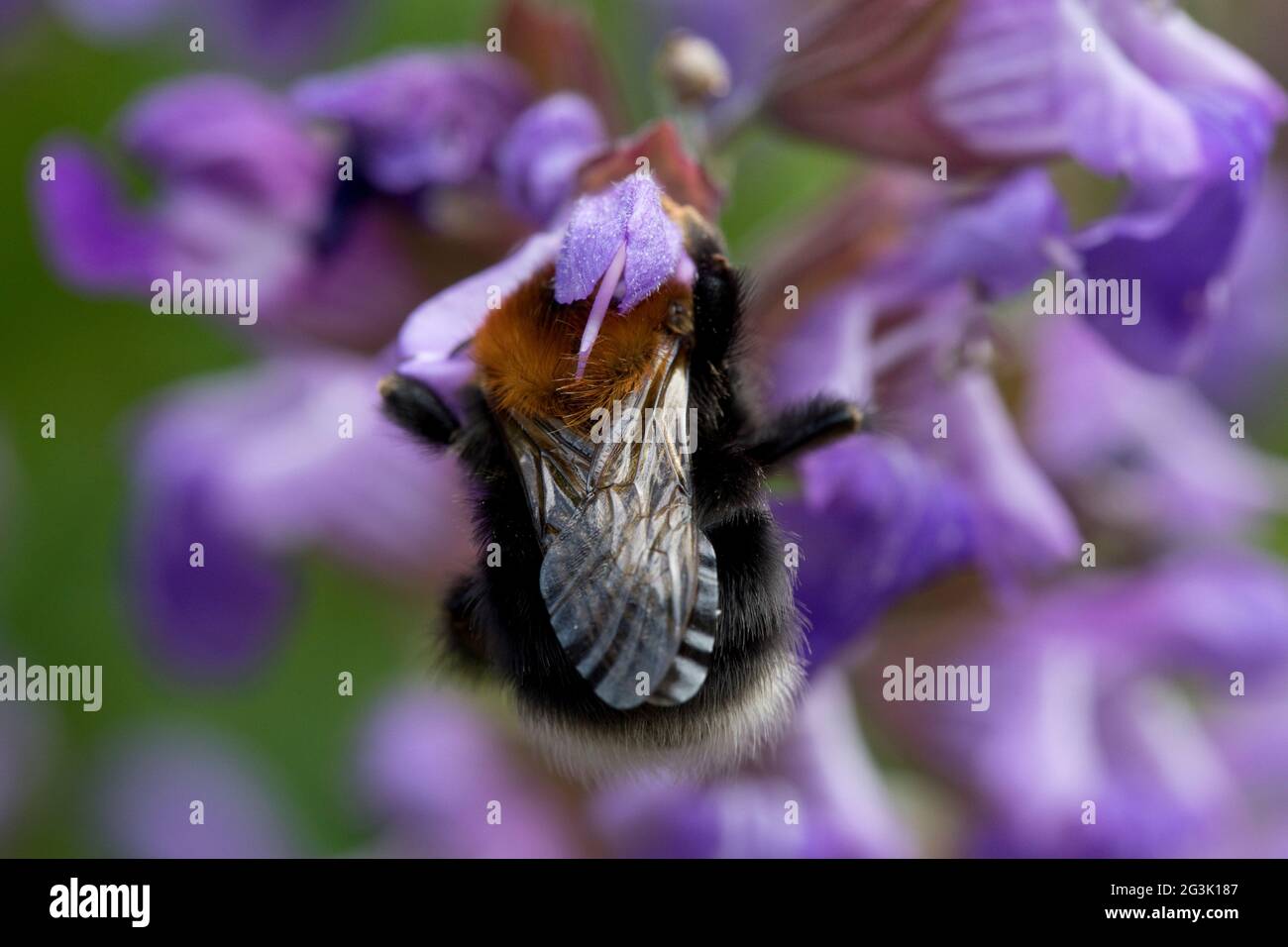 Albero Bumblebee (bombus hypnorum) su fiori di salvia in un giardino nel mese di giugno, Nord Yorkshire, Inghilterra, Regno Unito Foto Stock