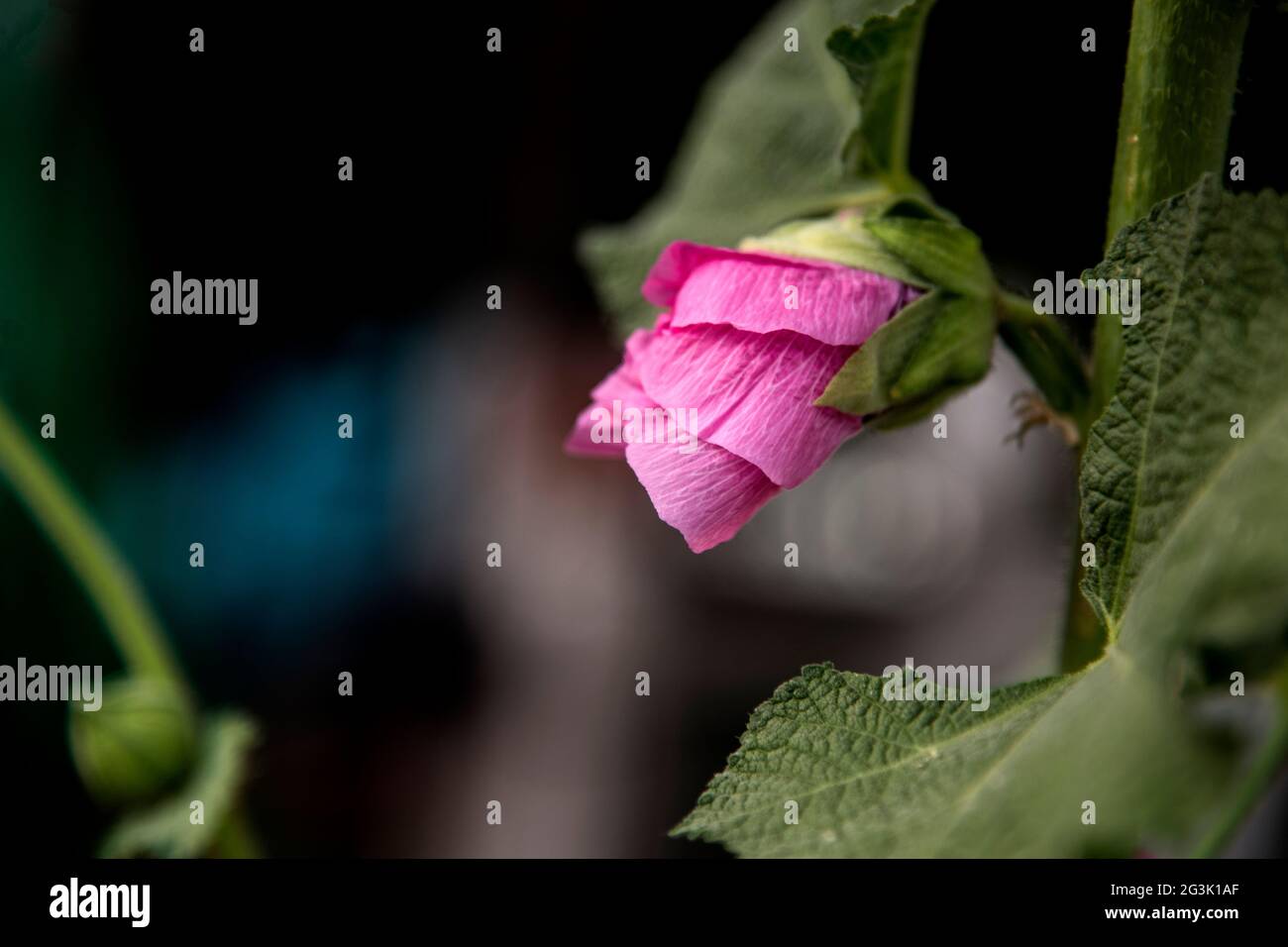 Alcea rosea, comune hollyhock rosa fiore in giardino Foto Stock