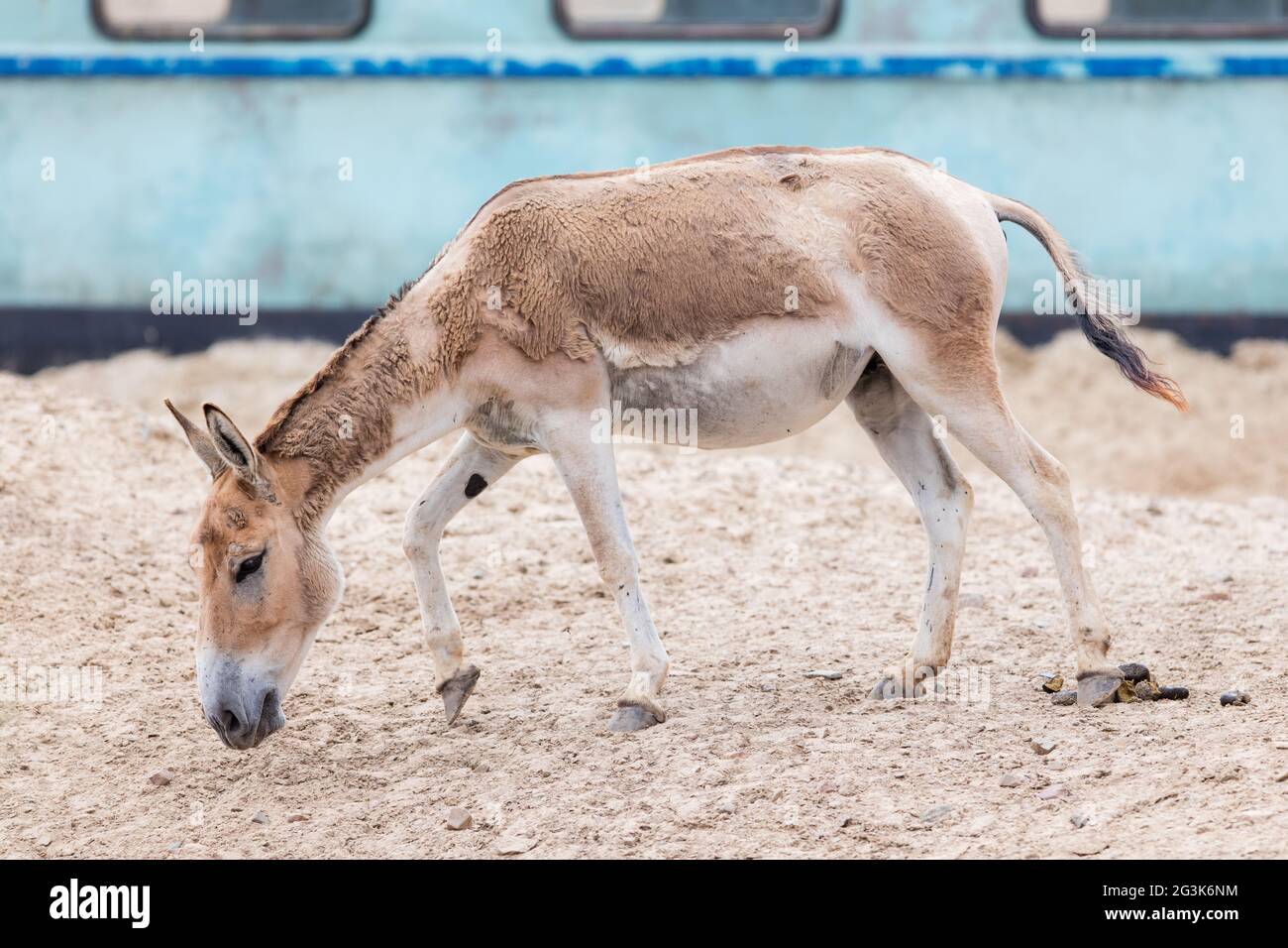 Onagro persiano (Equus hemionus onagro) Foto Stock