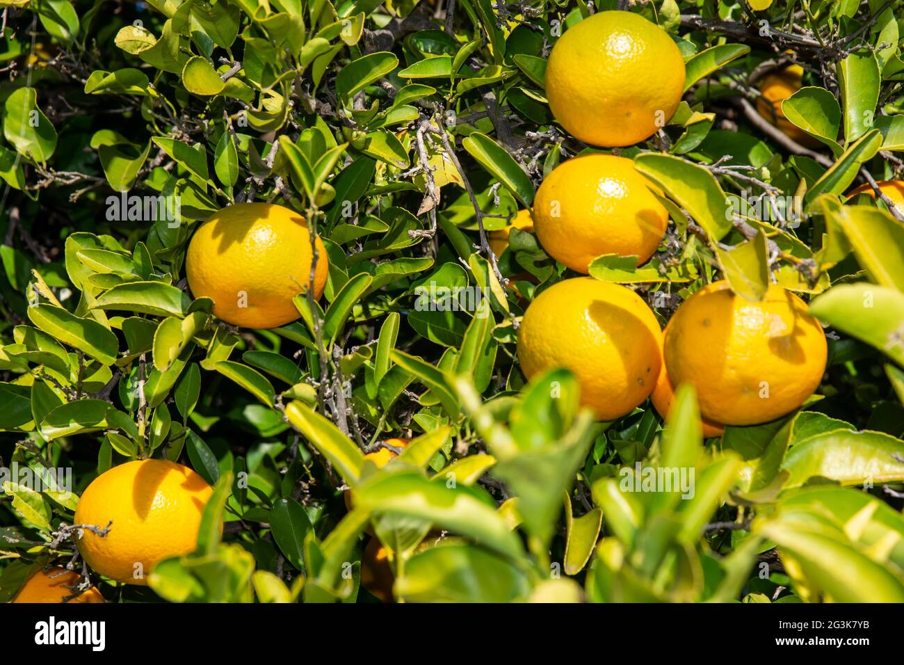 Arance di Siviglia, Citrus aurantium, che cresce su un albero. Foto Stock