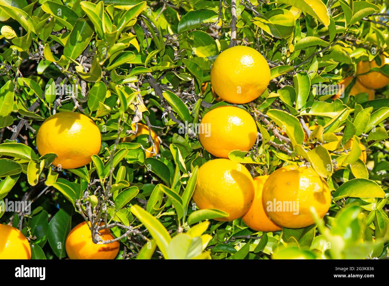 Arance di Siviglia, Citrus aurantium, che cresce su un albero. Foto Stock