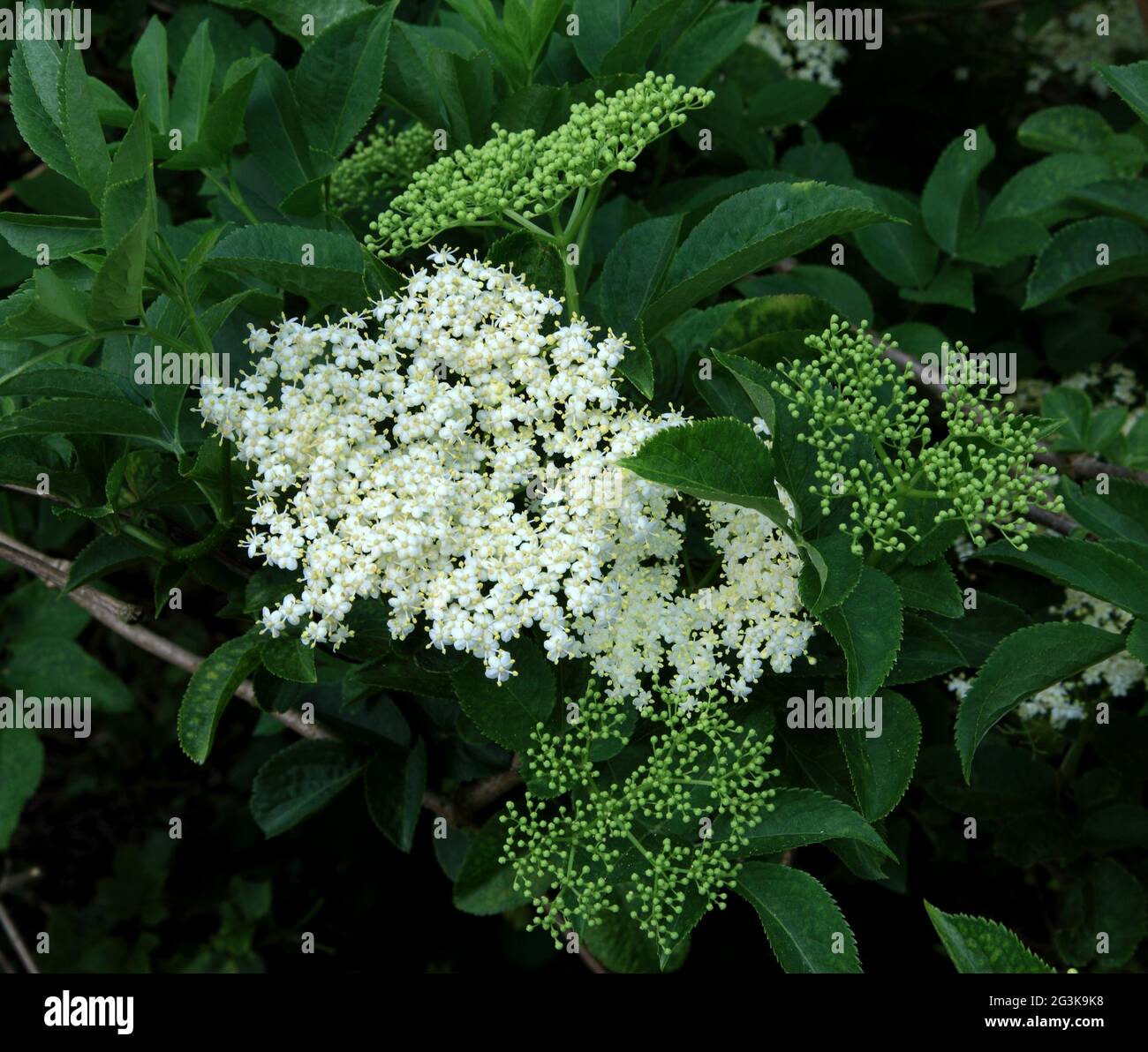 Sambucus nigra, Elderflower, fiori profumati, fiori bianchi, piante da giardino, bush, albero. Foto Stock