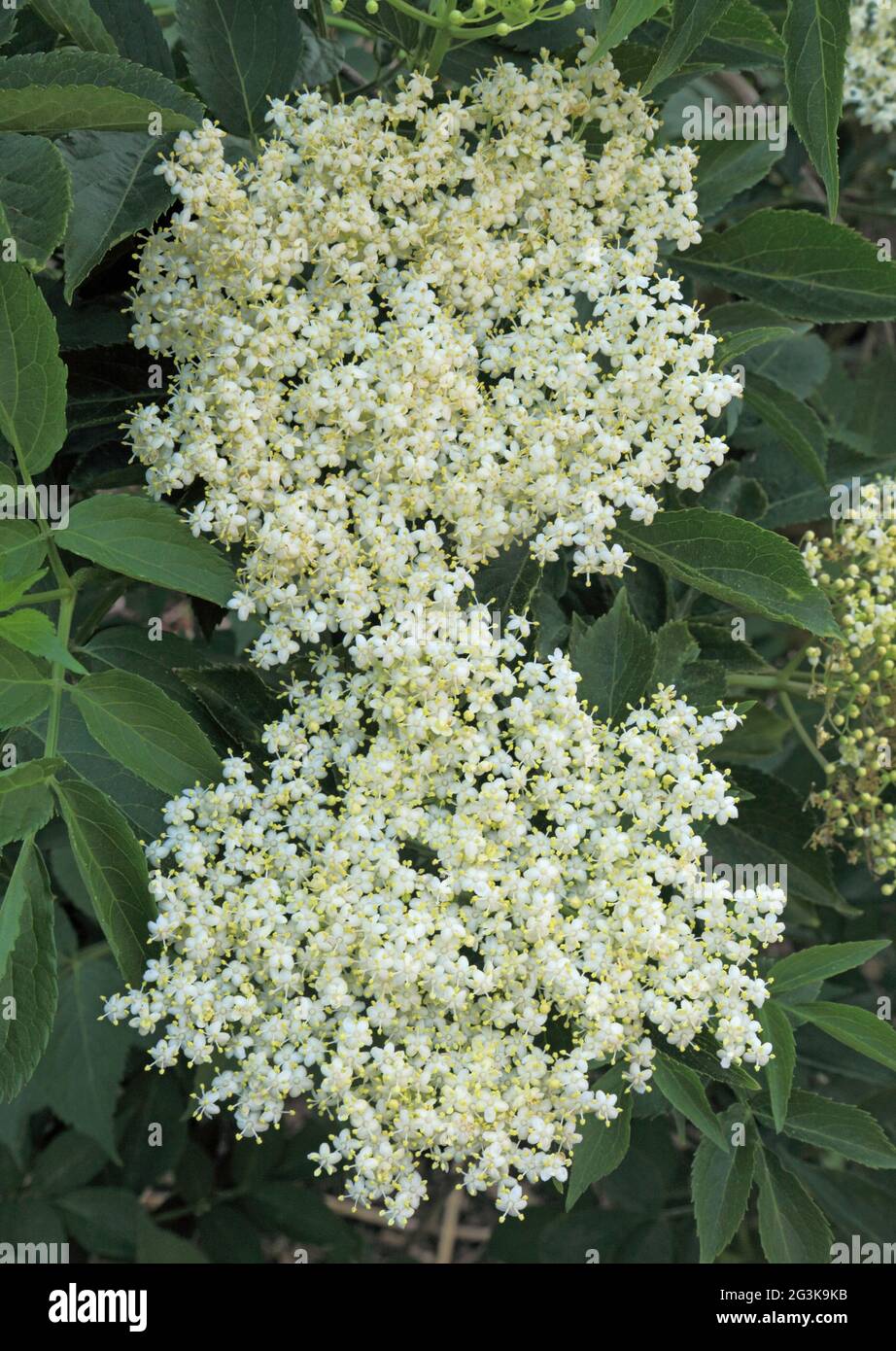 Sambucus nigra, Elderflower, fiori profumati, fiori bianchi, piante da giardino, bush, albero. Foto Stock