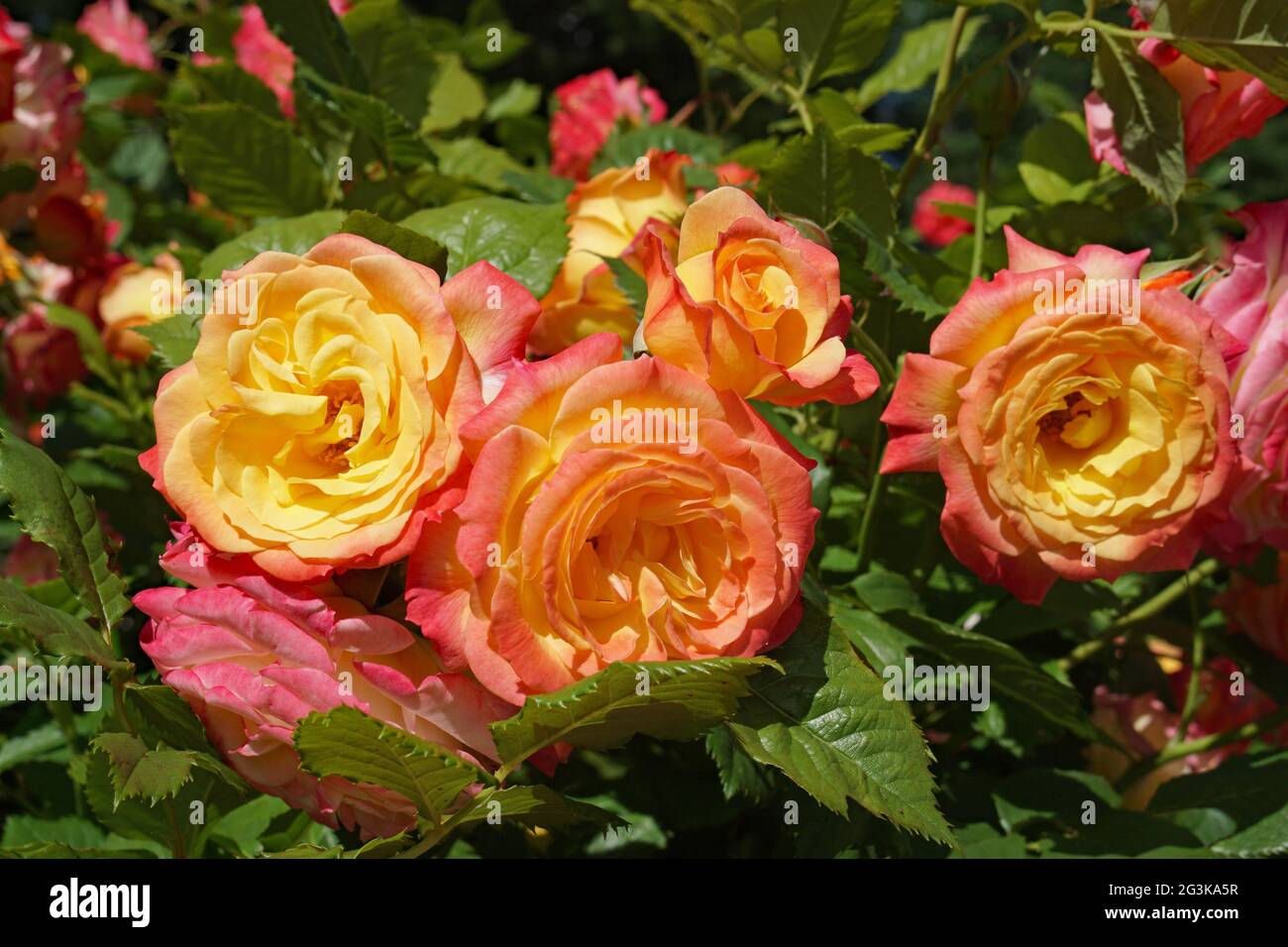 Una rosa eccezionale in cui ogni fiore sfuma dai petali rosa profondi all'esterno al giallo dorato all'interno, Garden Delight progettato da Kordes Foto Stock