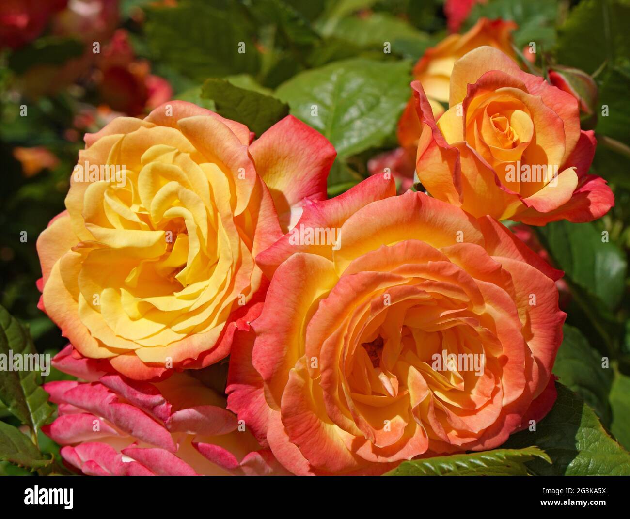 Una rosa eccezionale in cui ogni fiore sfuma dai petali rosa profondi all'esterno al giallo dorato all'interno, Garden Delight progettato da Kordes Foto Stock