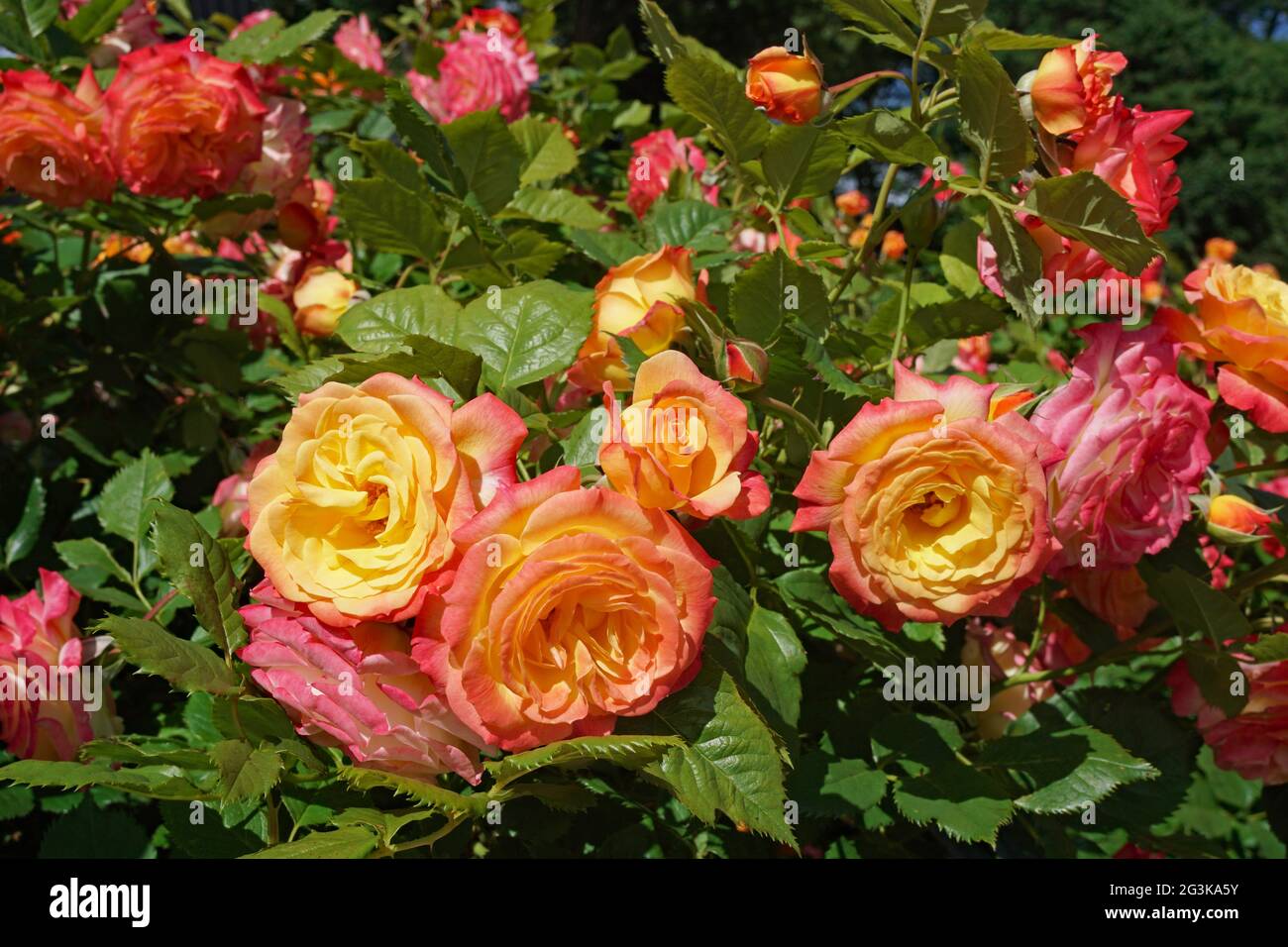 Una rosa eccezionale in cui ogni fiore sfuma dai petali rosa profondi all'esterno al giallo dorato all'interno, Garden Delight progettato da Kordes Foto Stock