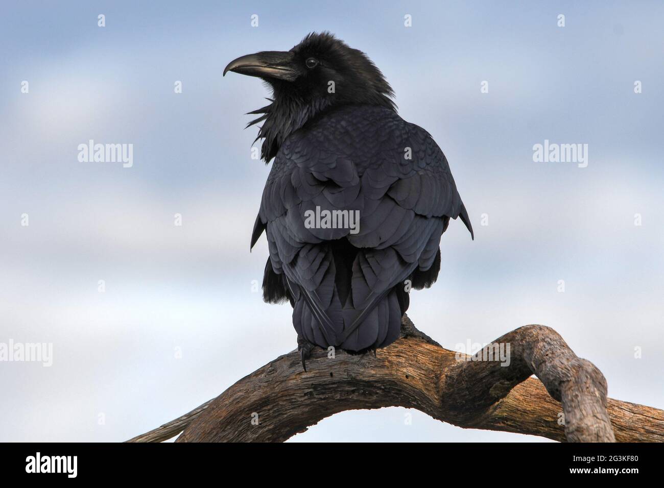 Raven a Dawn Foto Stock