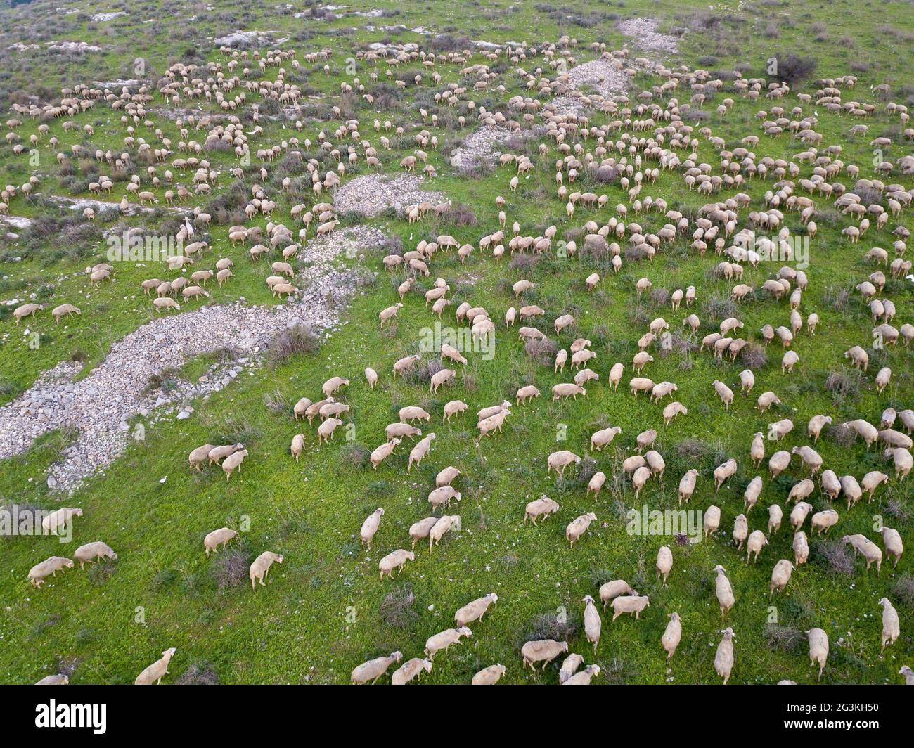 Mandria di pecore bianche che pascolano in un paesaggio verde. Foto Stock