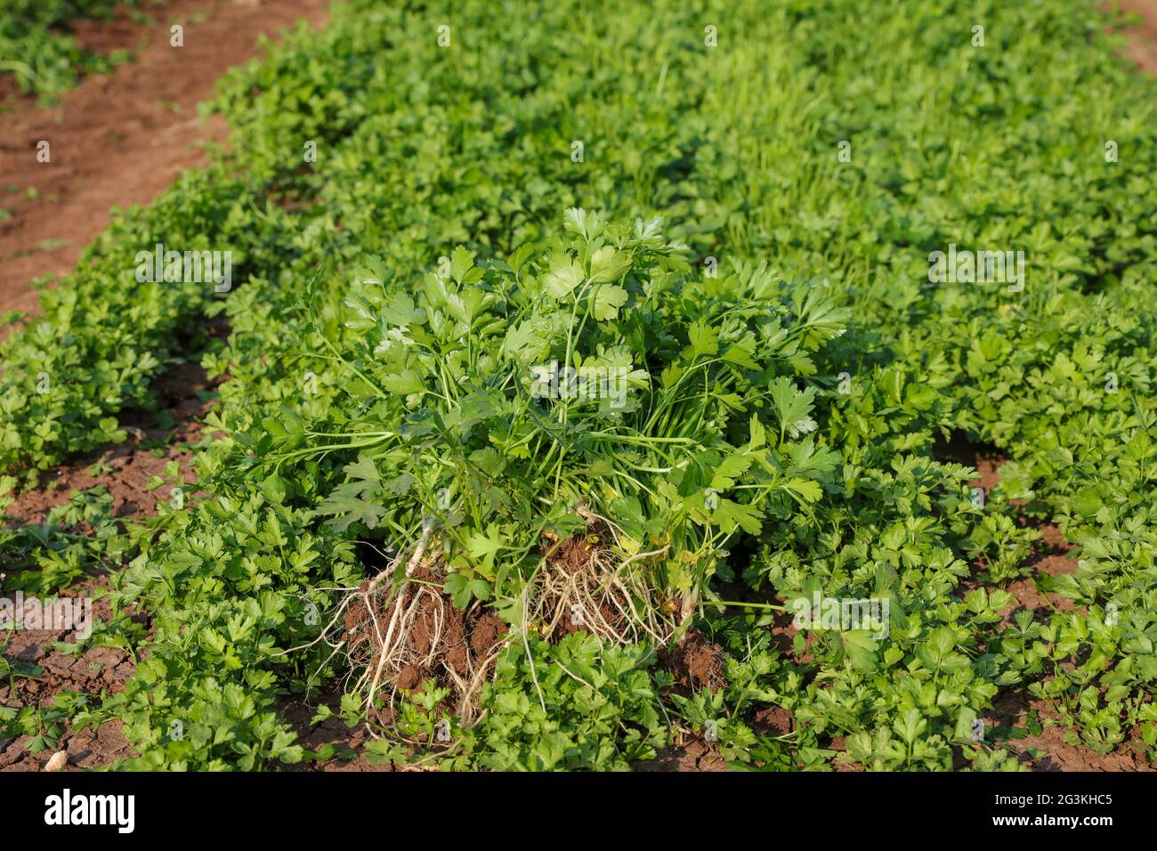 Campo di prezzemolo verde. Foglie di prezzemolo verde fresco. Foto Stock