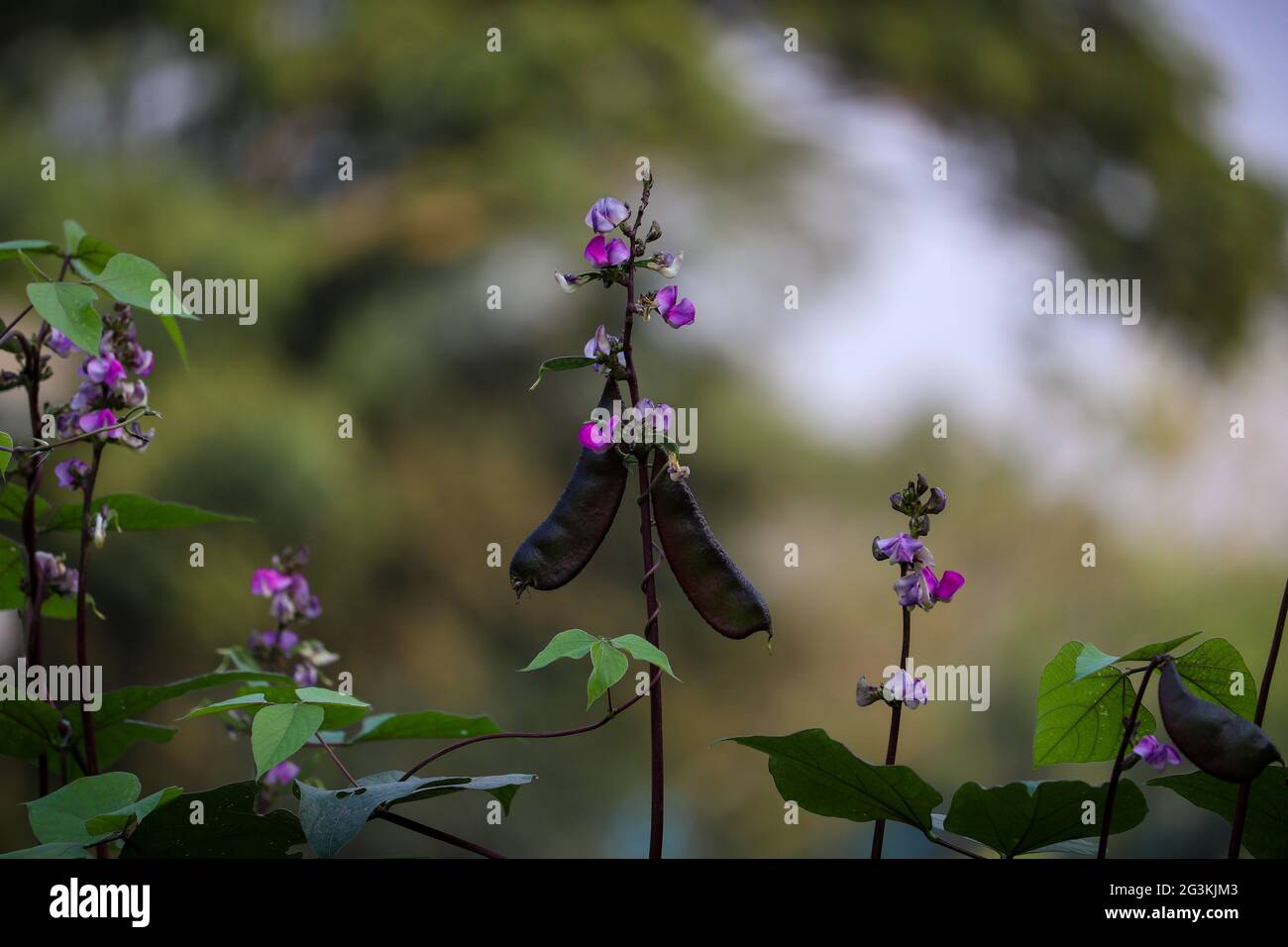 Bengalese fiore vegetale di fagiolo viola di giacinto in un giardino Foto Stock