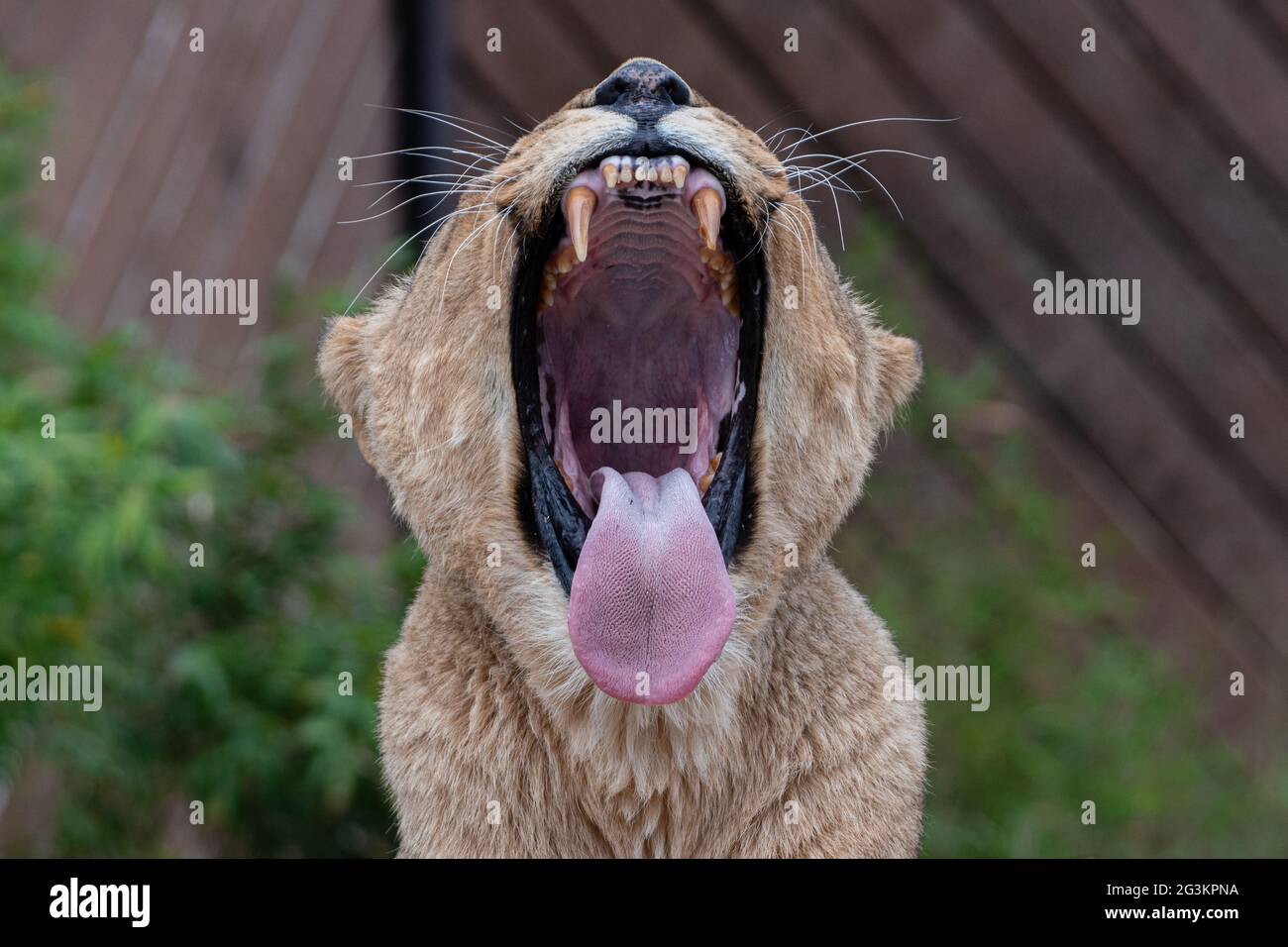 Leoness che mostra denti pericolosi e lingua testurizzata mentre si sbadia Foto Stock