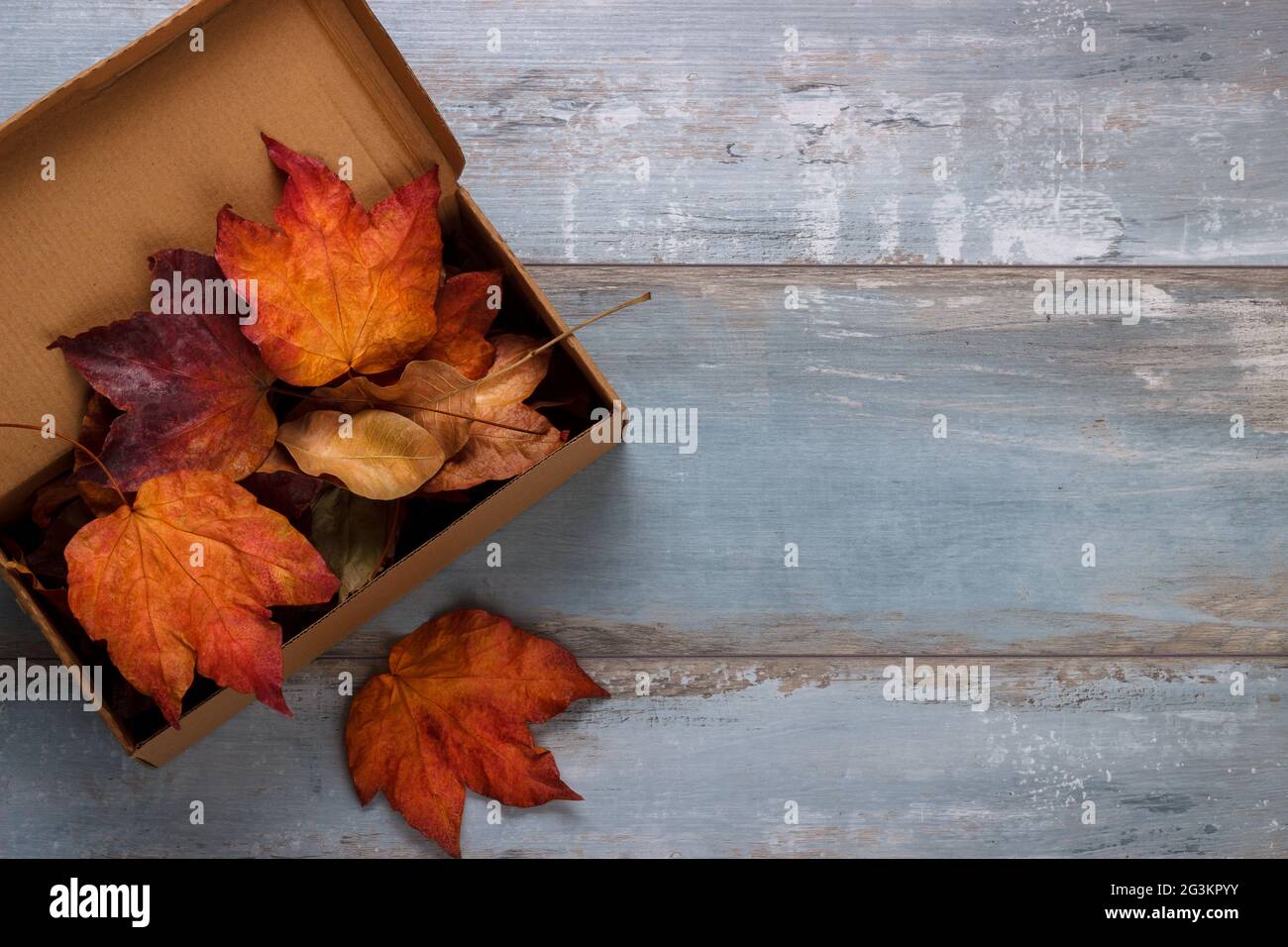 Essiccata Foglie di autunno Foto Stock