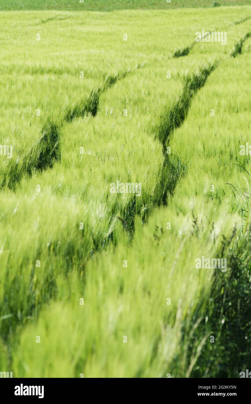 I cingoli del trattore nel campo dell'orzo verde a fine primavera. Concetti di agricoltura, cibo e ambiente Foto Stock