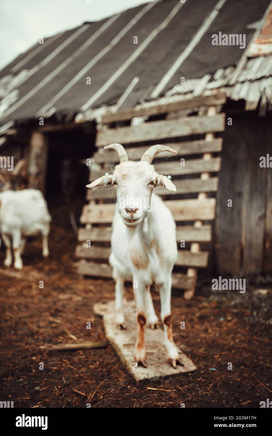 Capra in piedi nella parte anteriore del granaio Foto Stock
