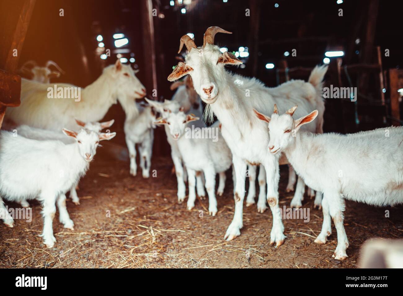 Famiglia di capra in un granaio Foto Stock