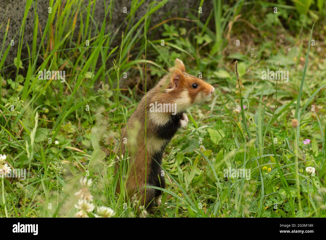 Feldhamster a freier Wildbahn Foto Stock